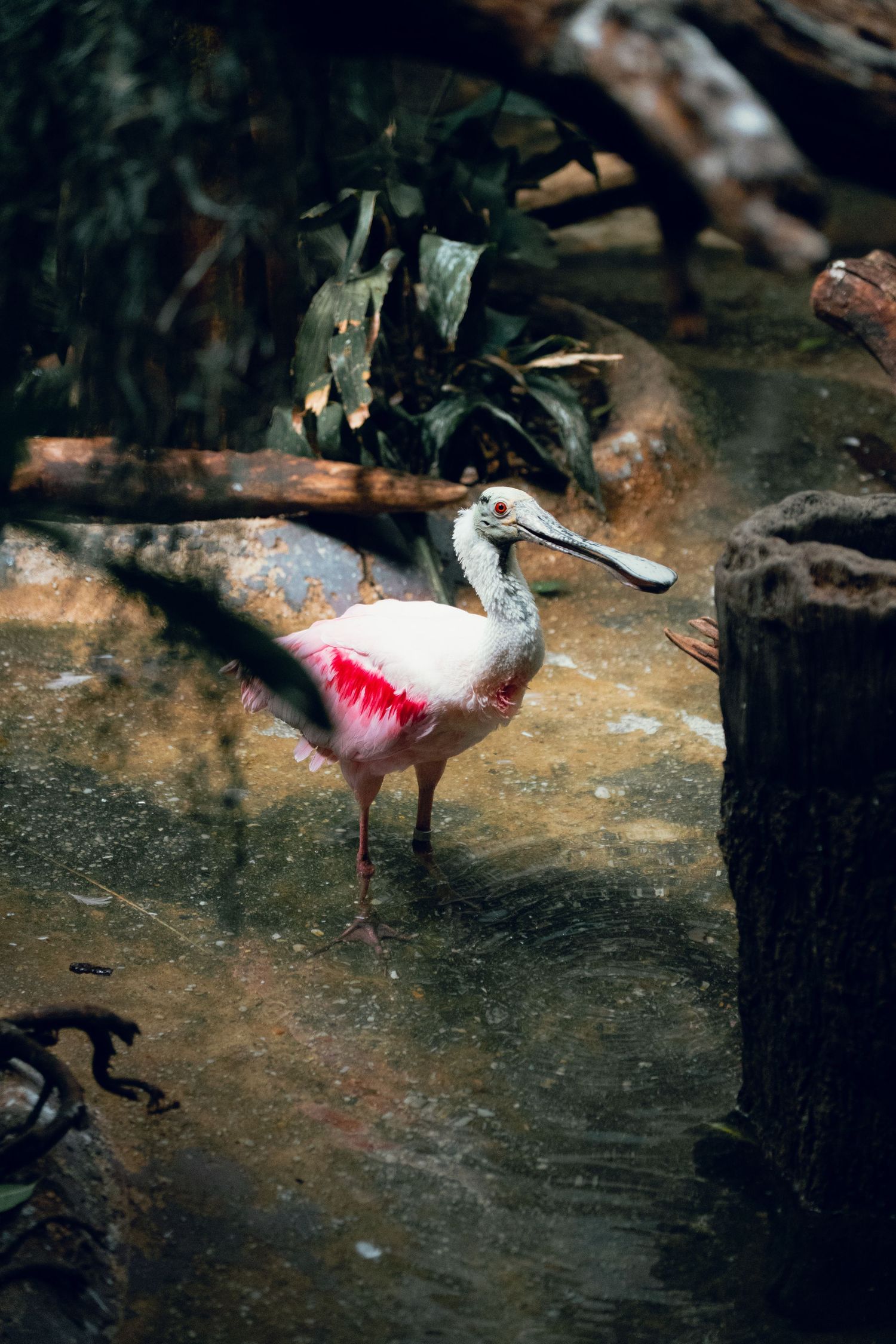 A roseate spoonbill with vibrant pink plumage standing in shallow water near tree trunks.