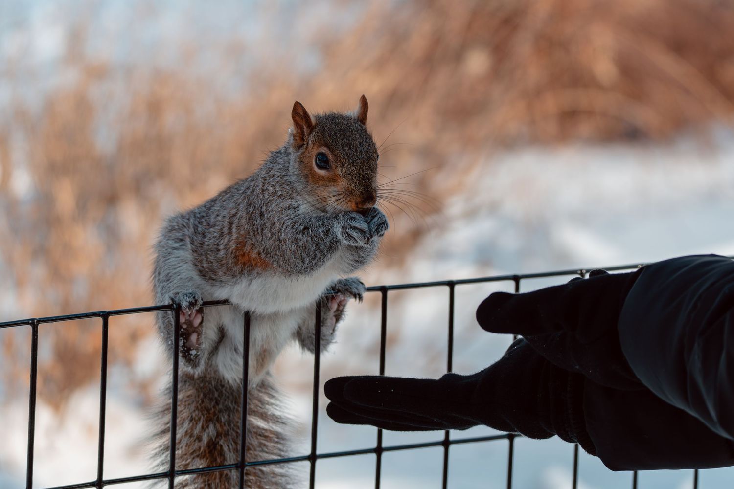 Close-up of a gray squirrel on a metal fence reaching toward a person's black gloved hand in snow.