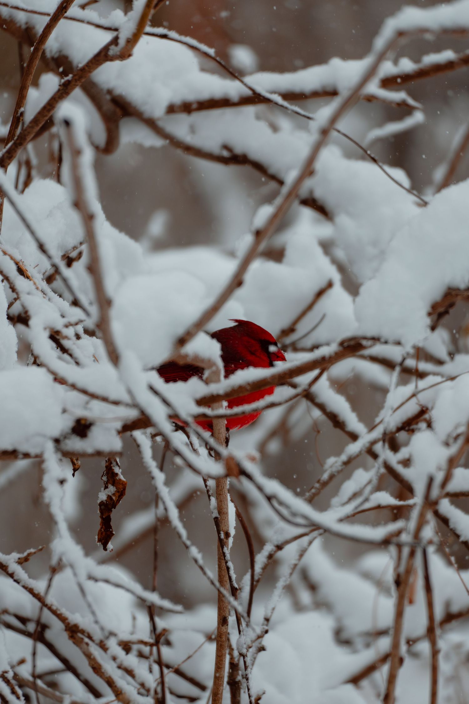 A striking red male cardinal perches amid heavily snow-covered bare branches in winter.