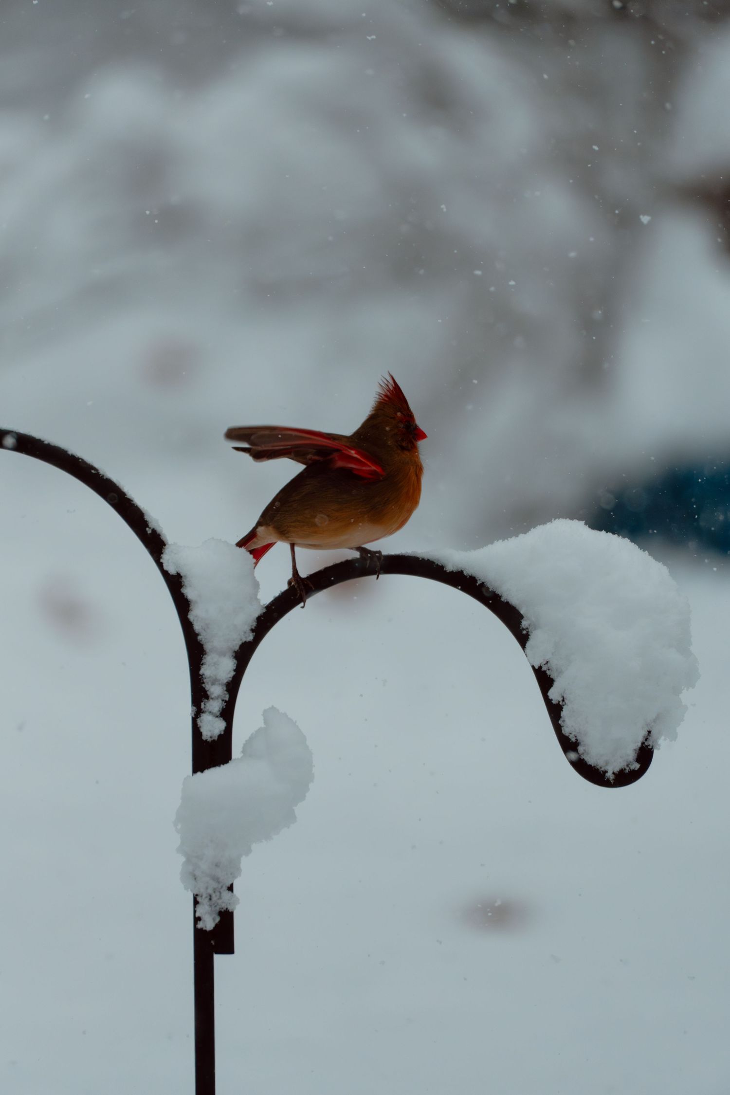 A female northern cardinal spreading its wings on a snow-covered metal garden hook.