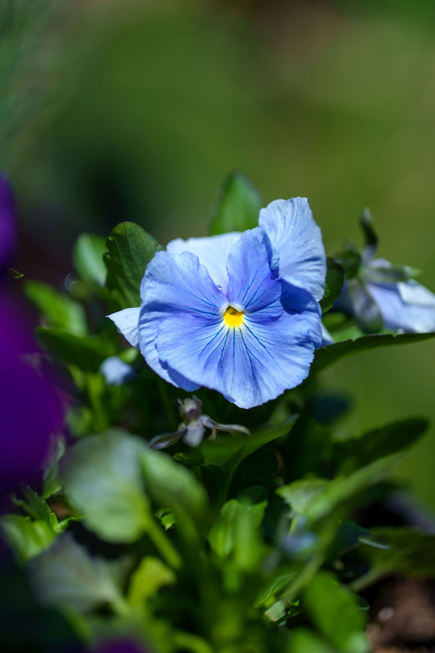 Light blue pansy flower with yellow center growing among green leaves in a garden.