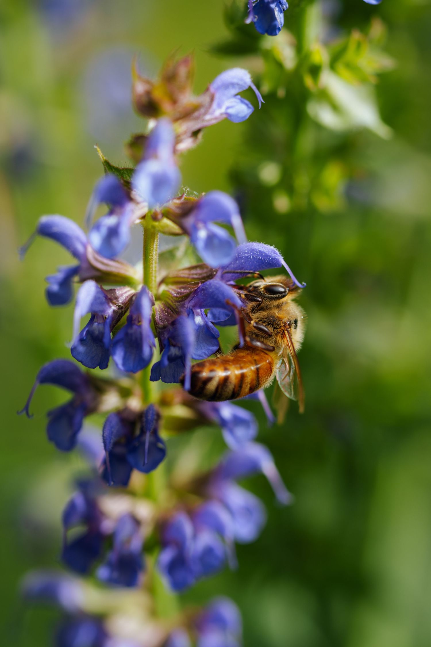 A honeybee collecting nectar from vibrant purple salvia flowers in a garden setting.