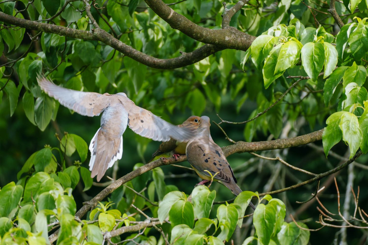 Two mourning doves perched on a tree branch surrounded by green leaves, one with wings spread in mid-landing.