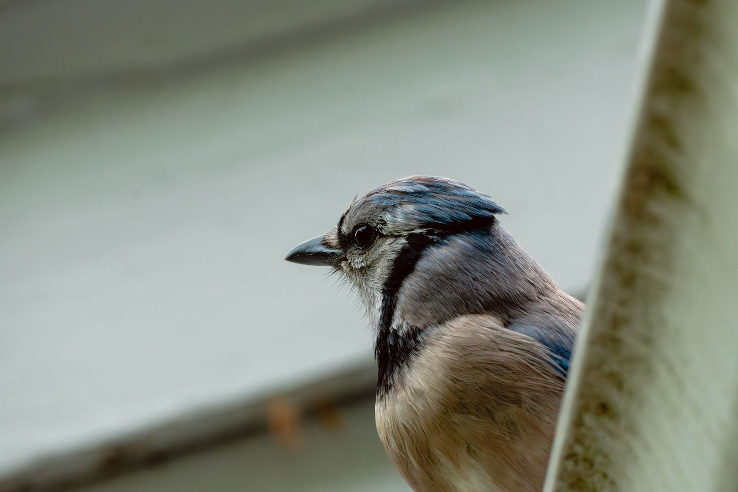 Close-up portrait of a Blue Jay bird perched outdoors, showcasing its distinctive blue and gray plumage and sharp beak.
