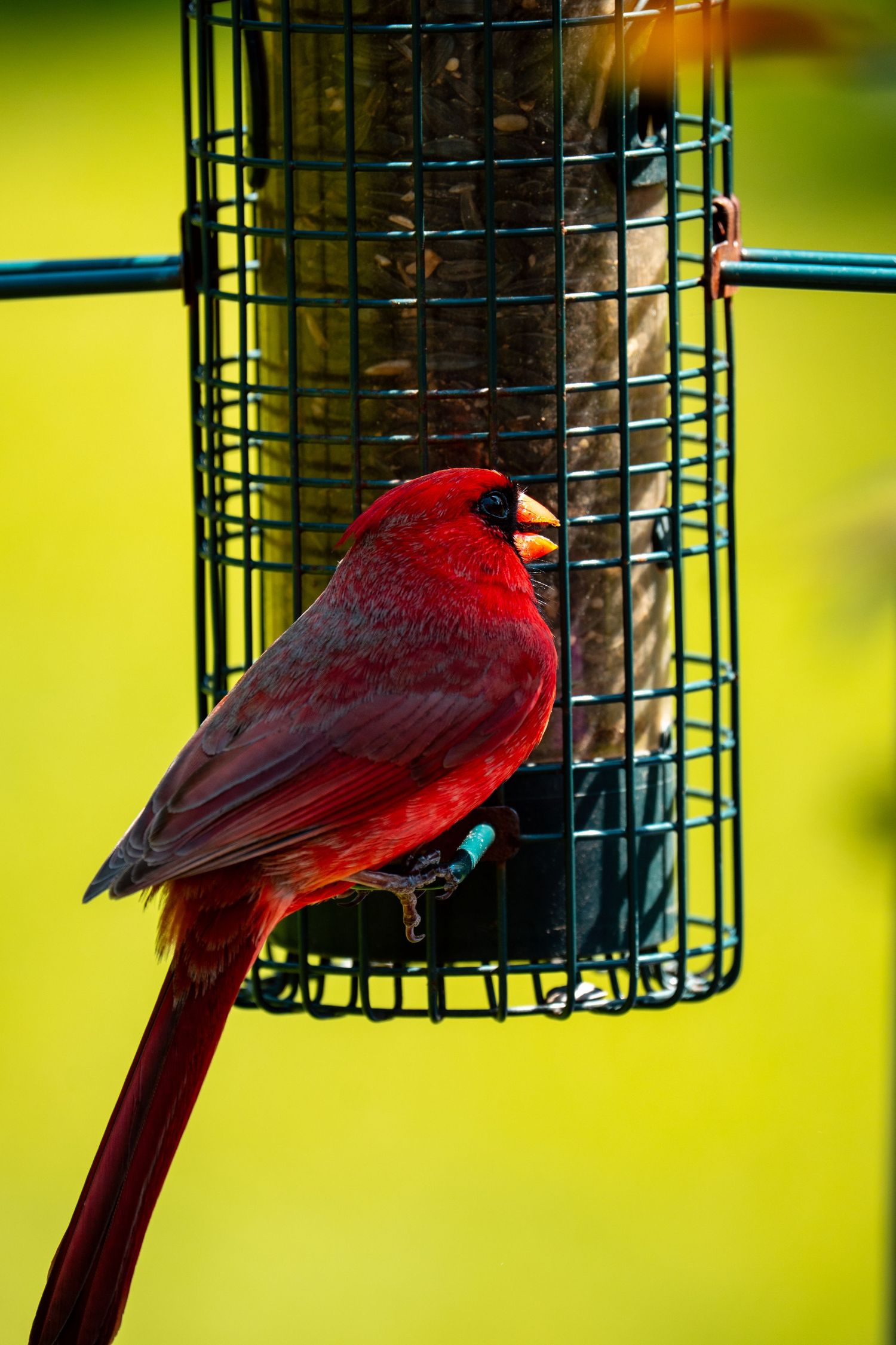 Vibrant male Northern Cardinal with brilliant red plumage perched on a green wire bird feeder against yellow-green background.