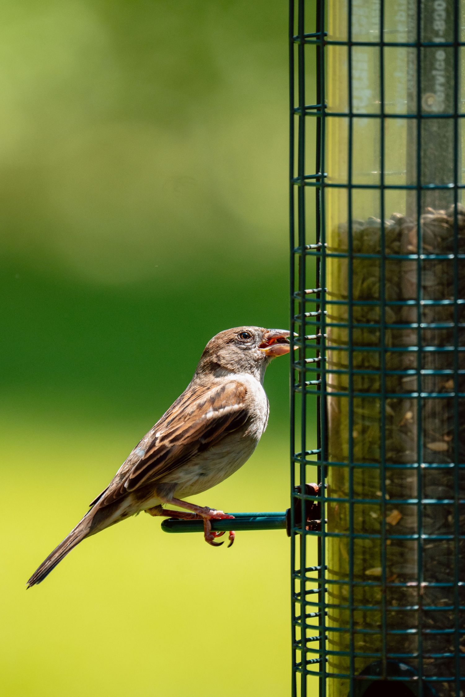 Small brown house sparrow clinging to a green wire mesh bird feeder filled with sunflower seeds.