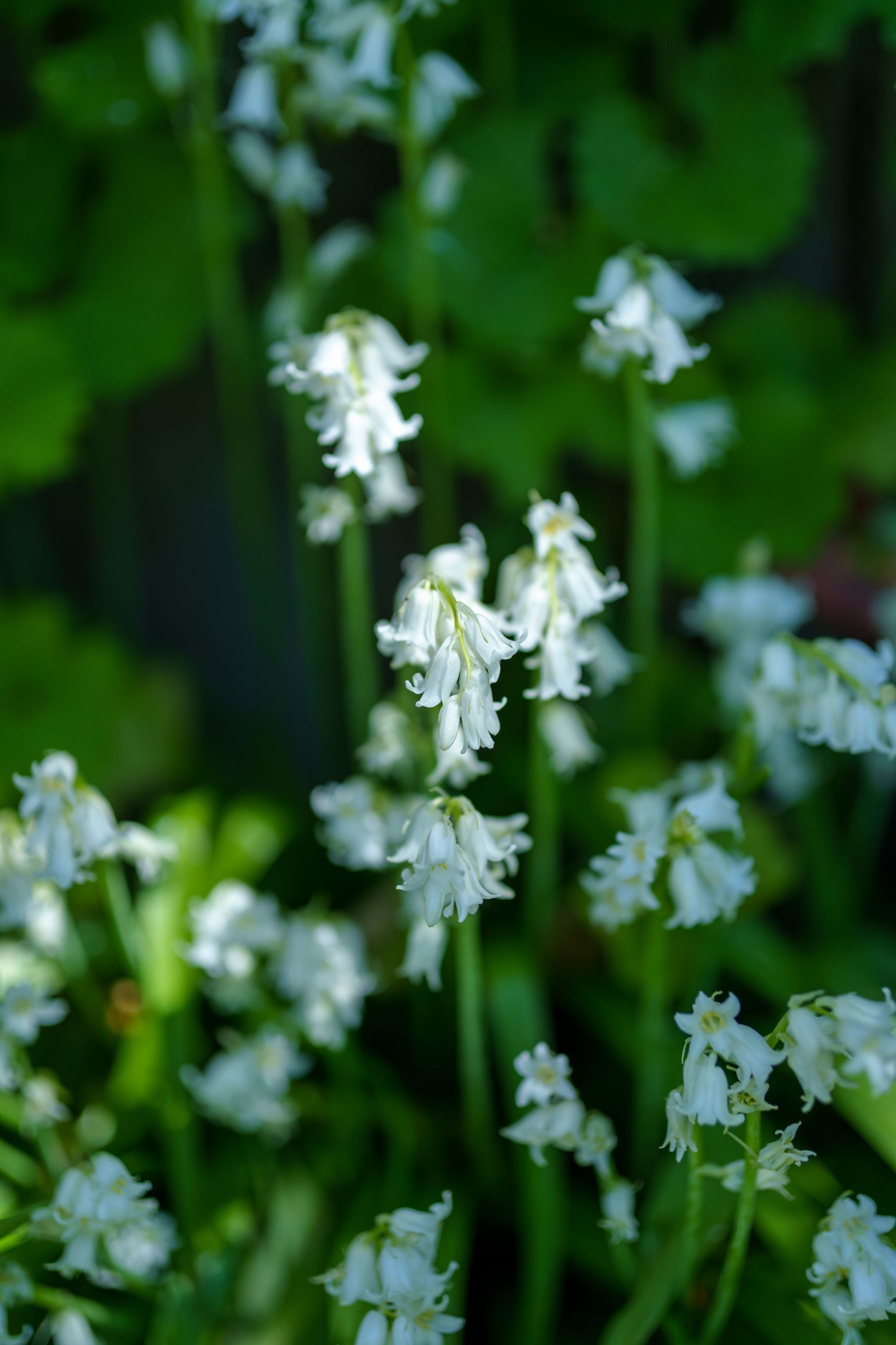 White bluebell flowers on slender green stems growing in a lush green garden.