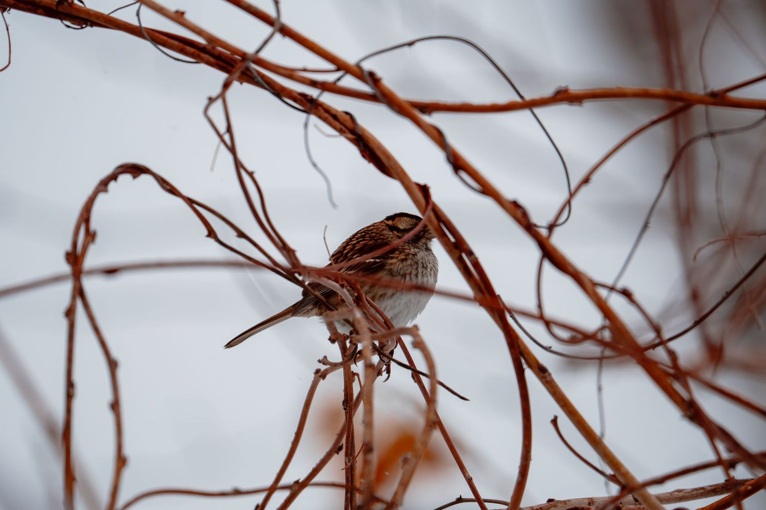 A sparrow perched atop tangled bare branches with light snow in winter.