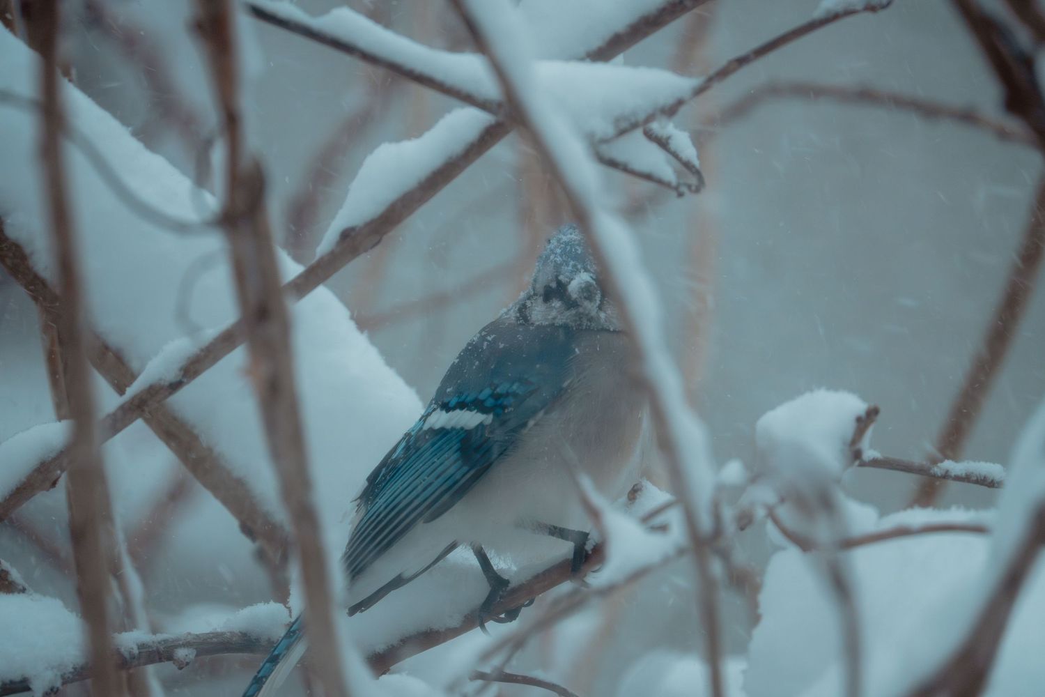 A blue jay sitting quietly among thick snow-covered winter branches.