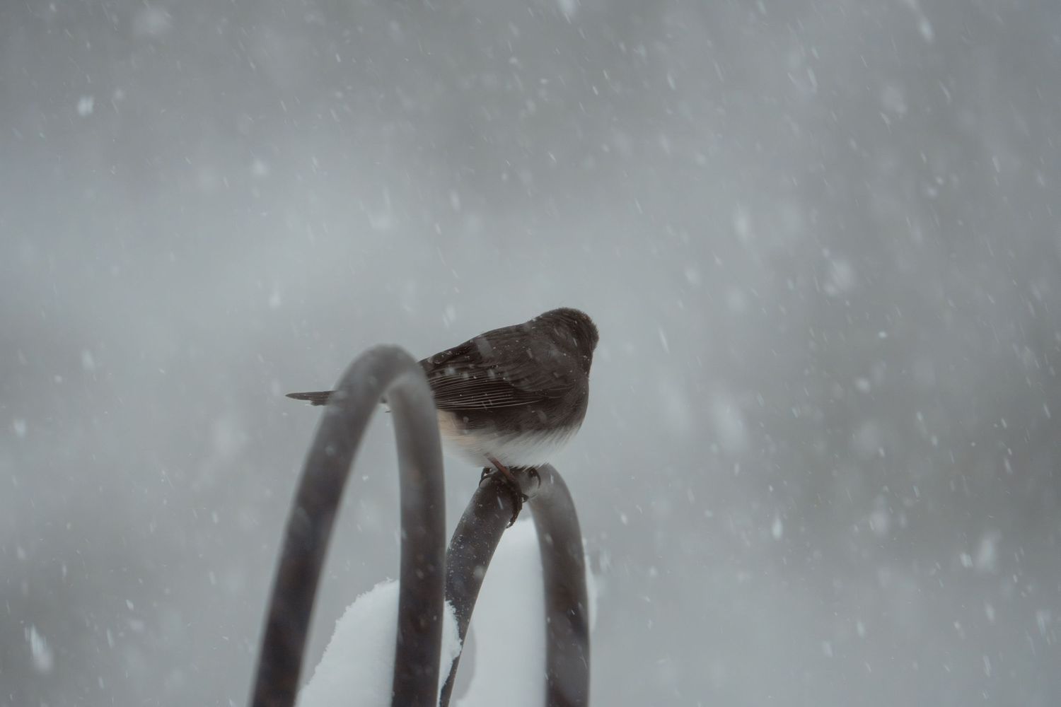 A dark bird sitting on a snow-covered metal hook during a heavy snowfall.
