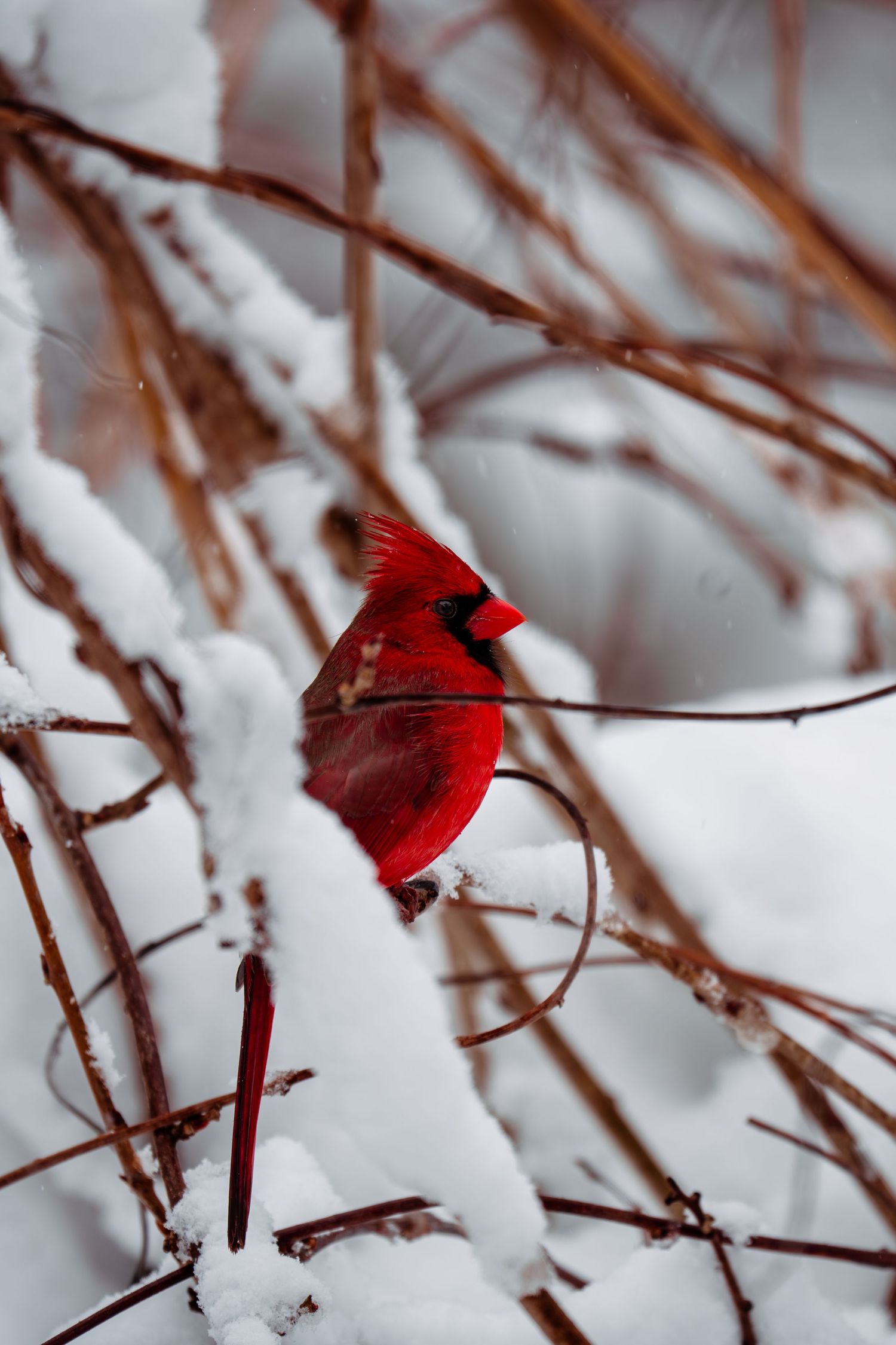A bright red male Northern Cardinal with raised crest sitting on snowy branches.