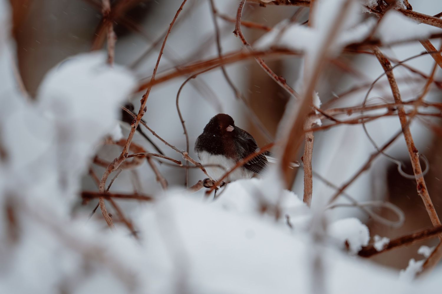 Small dark bird resting on snow-covered branches during winter.
