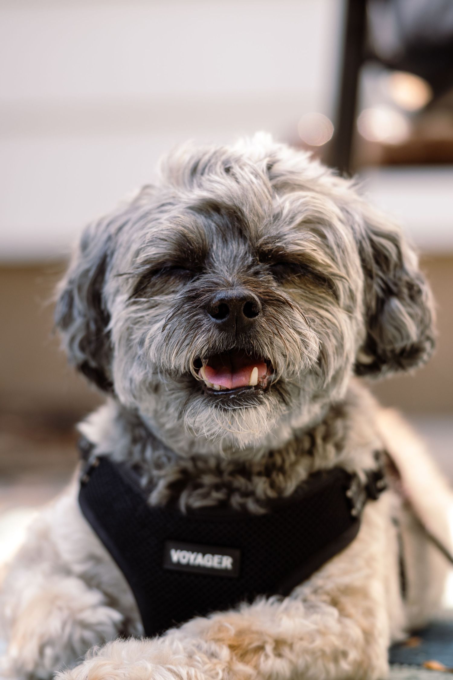 Adorable fluffy gray Shih Tzu mix dog wearing a black Voyager harness sitting with mouth open showing pink tongue.