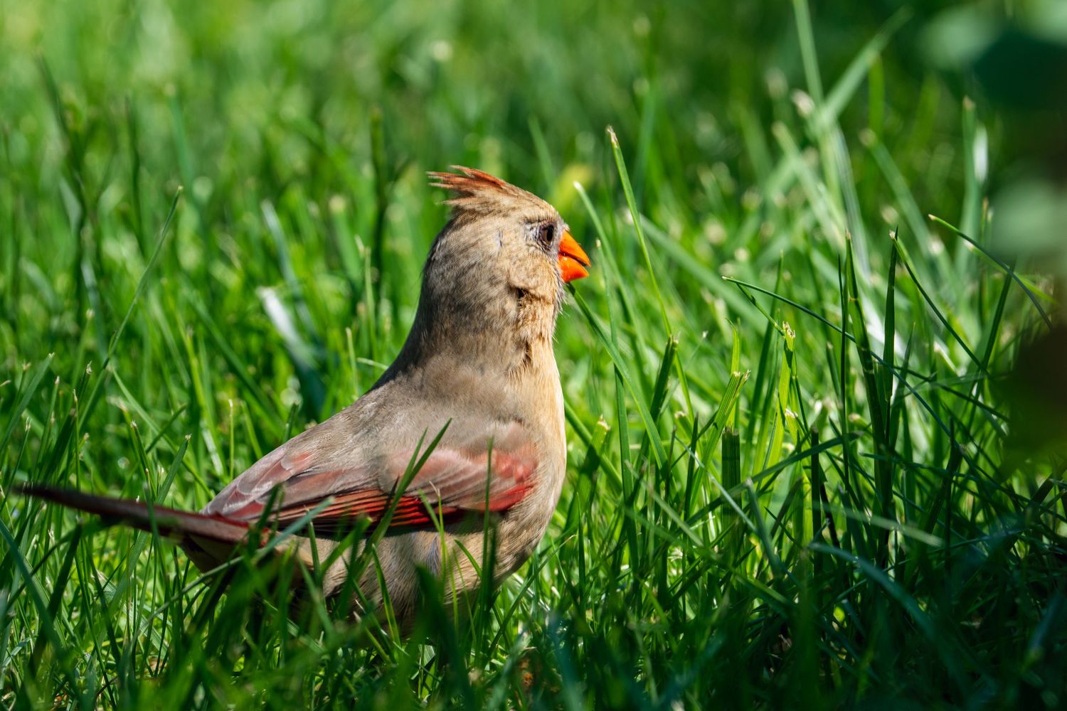 Female Northern Cardinal with orange beak and subtle red plumage standing in bright green grass.