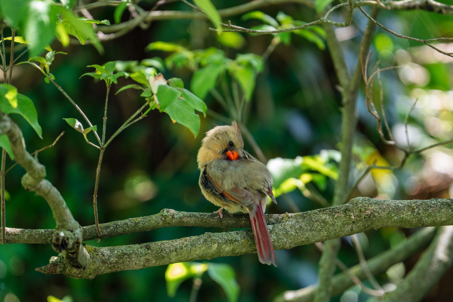 Female Northern Cardinal preening her feathers while perched on a branch in a green leafy woodland setting.