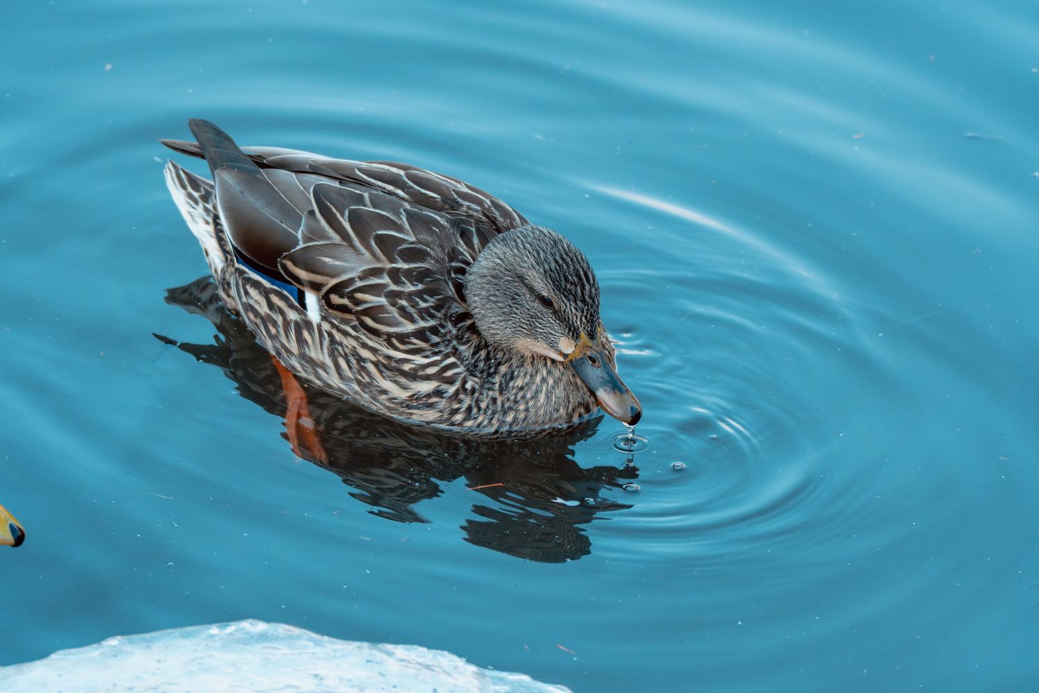 Female mallard duck drinking from blue water near a chunk of ice.