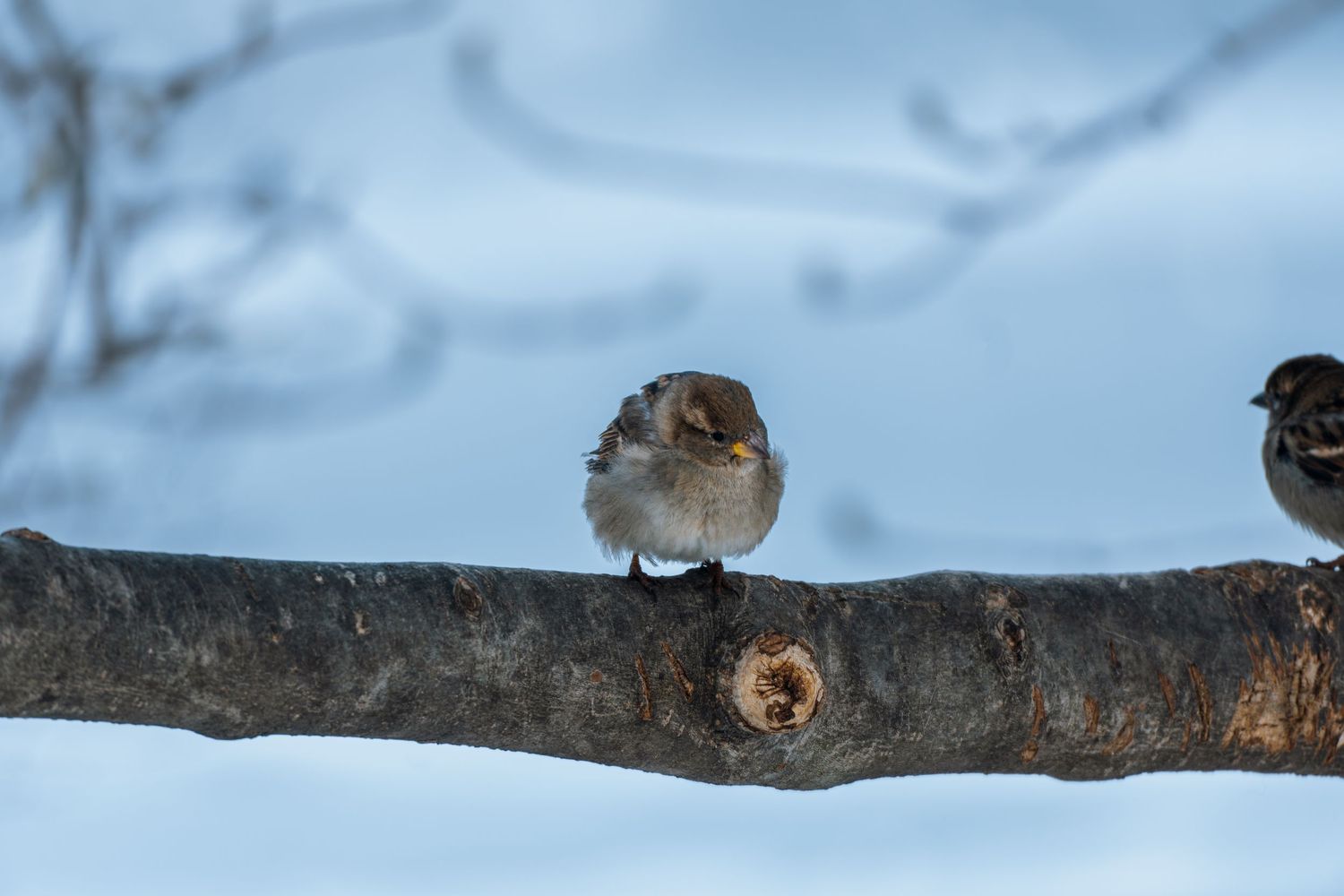 A fluffy sparrow perches on a snow-covered tree branch in winter.