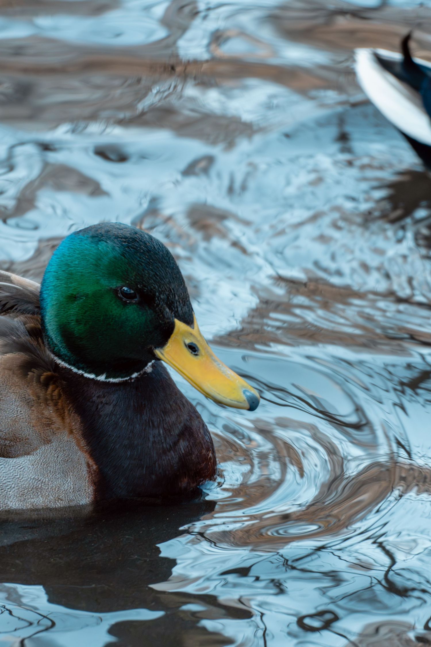 Male mallard duck with vibrant green head swimming in rippling blue water.