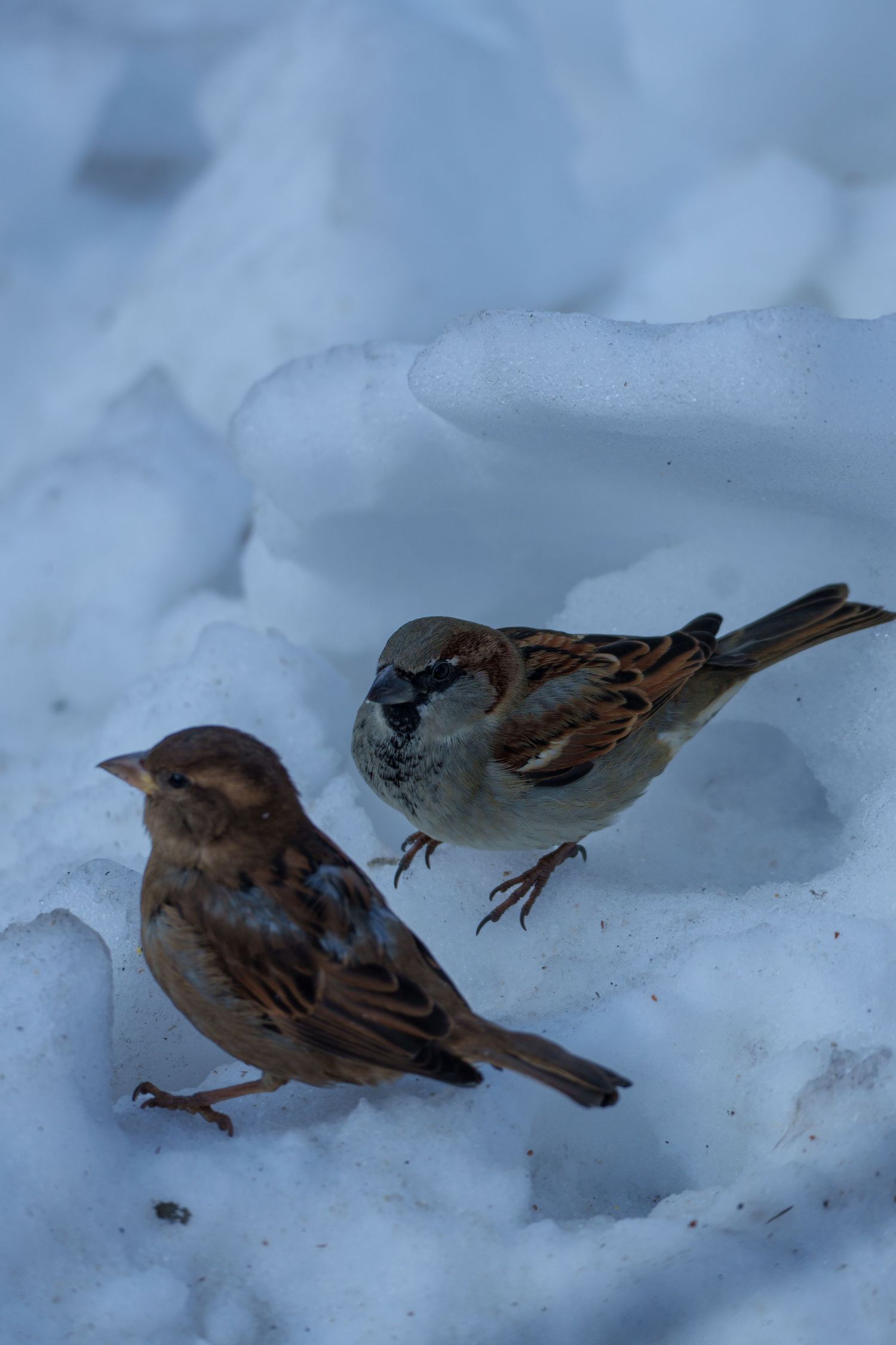 Two sparrows foraging in fresh white snow during winter.