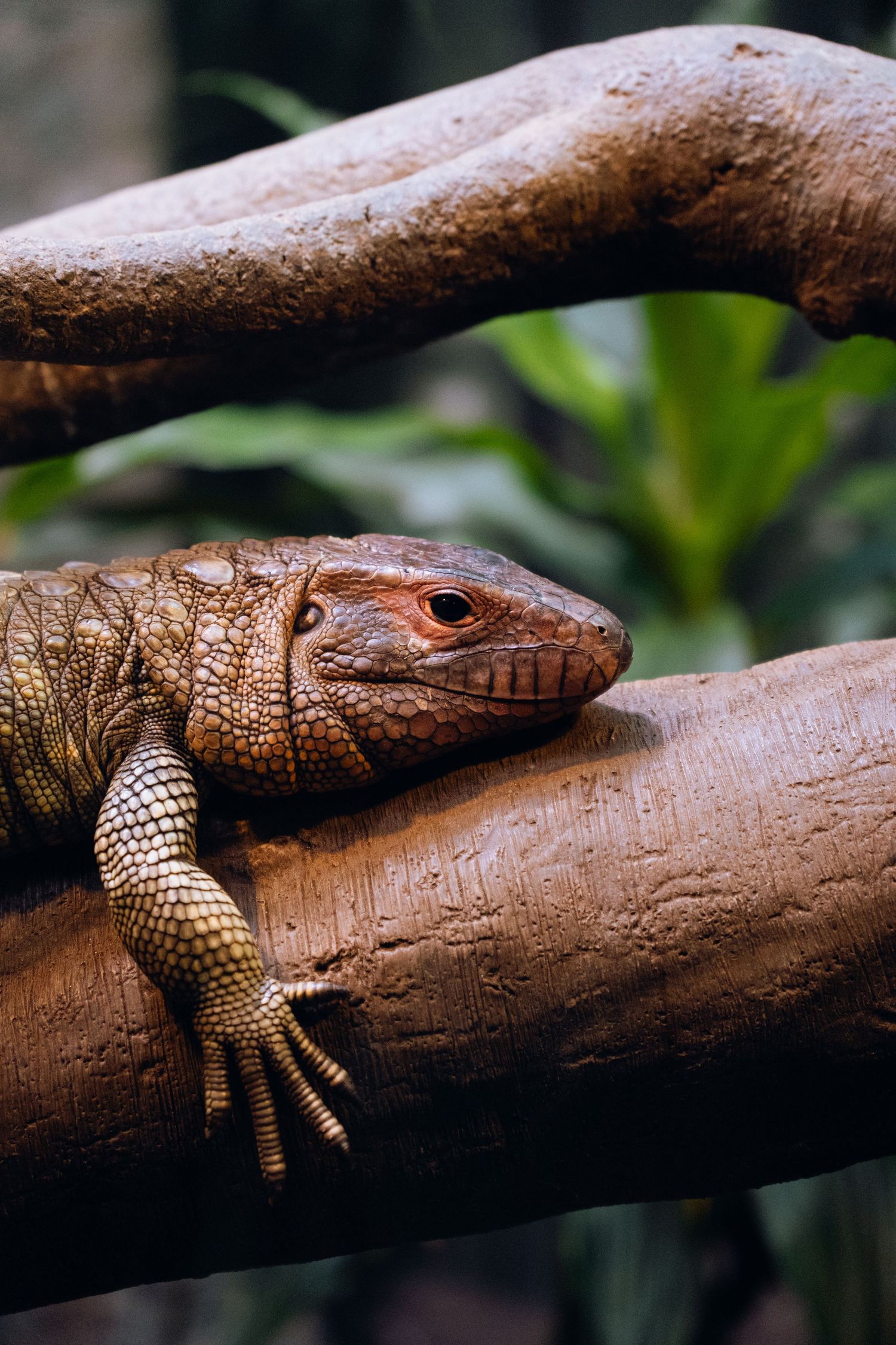 A large orange-brown caiman lizard resting on a wooden branch in a tropical environment.