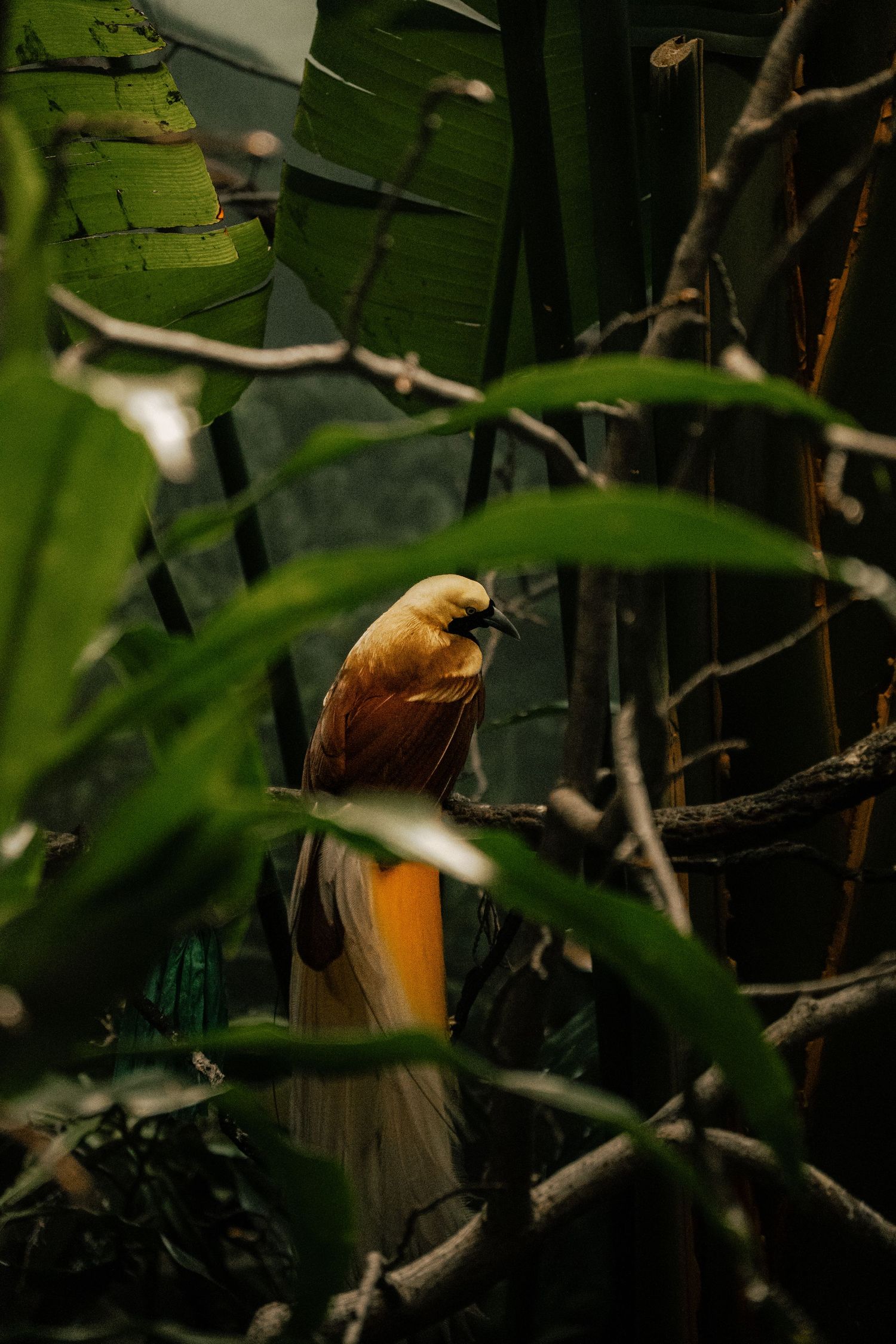 A bird of paradise perched on a branch surrounded by lush tropical green foliage in a dense jungle setting.