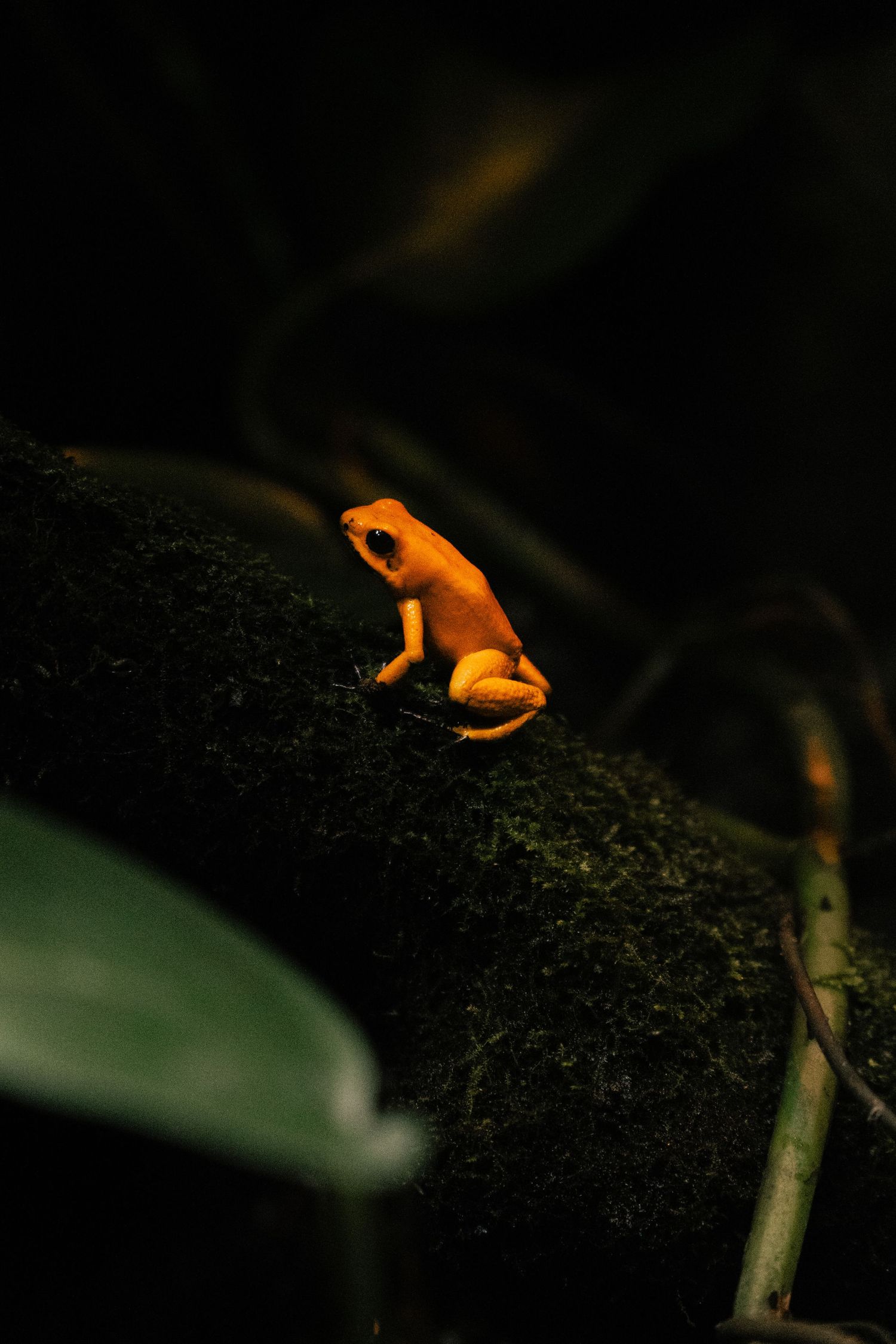A vibrant orange poison dart frog sitting on a mossy rock surrounded by dark foliage.