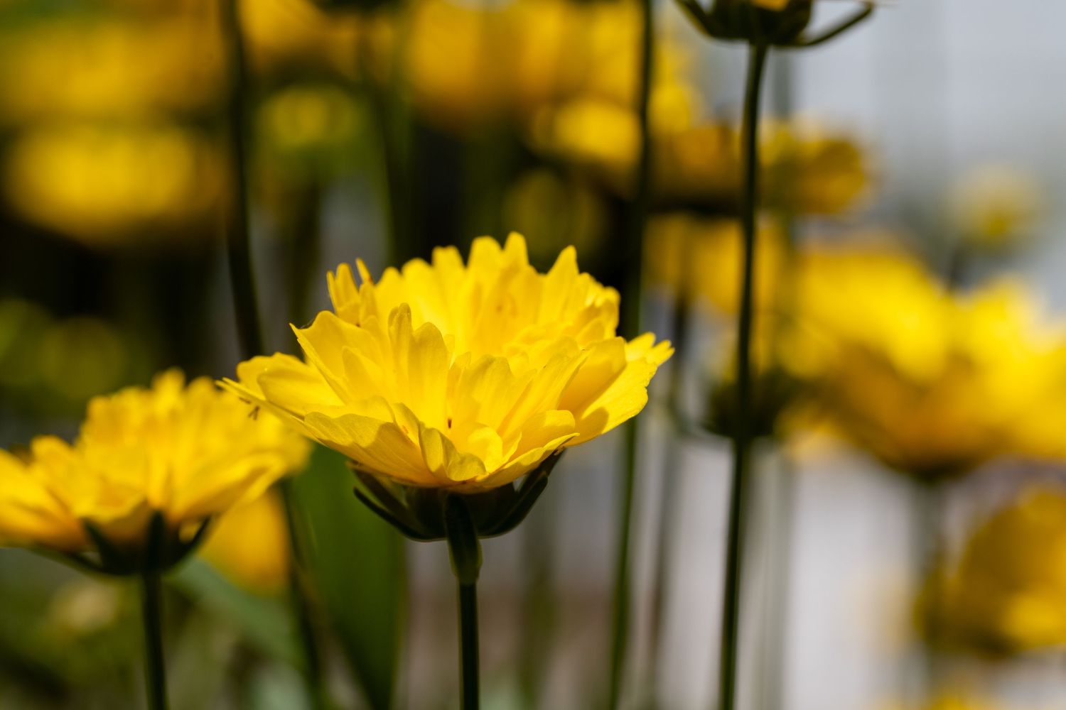 Bright yellow daisy-like flowers bloom on tall stems in a sunny garden.