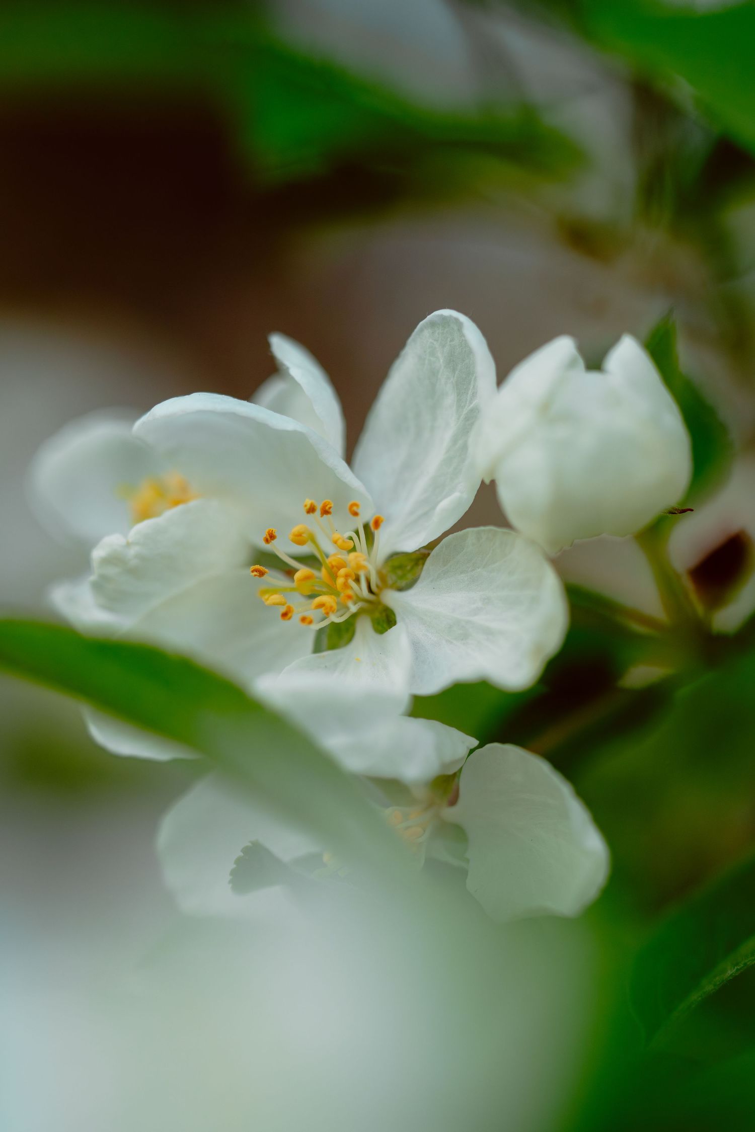 Delicate white spring blossom with yellow stamens on a soft bokeh background.