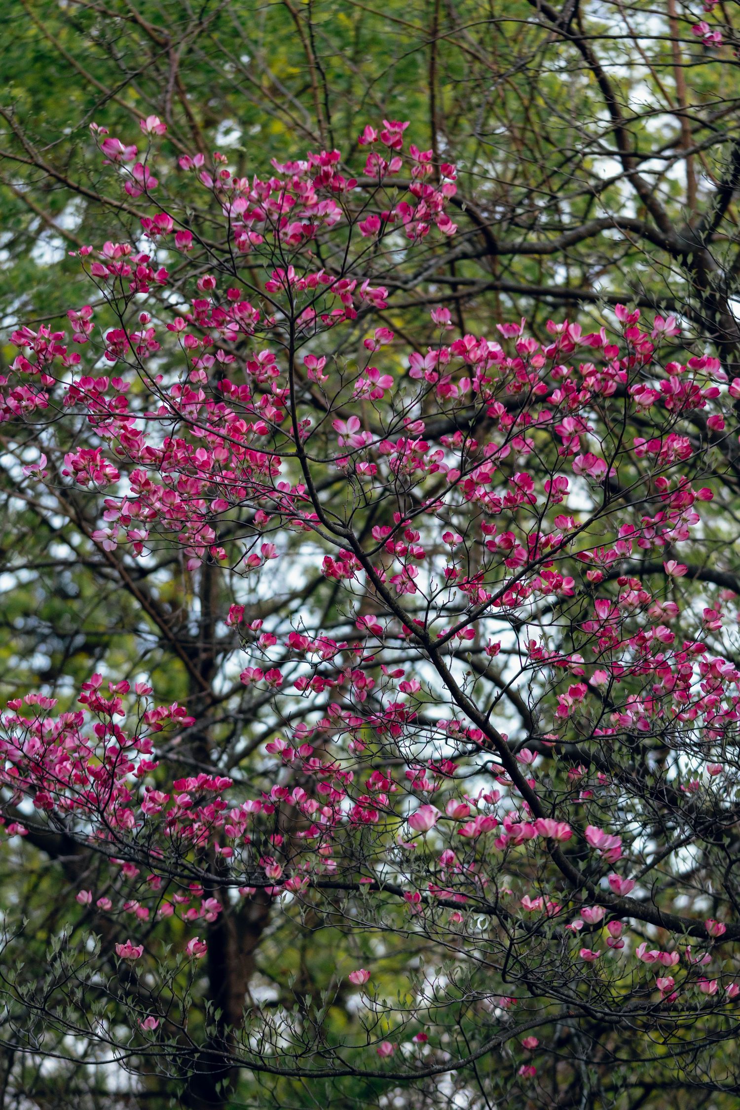 A flowering pink dogwood tree in full bloom with dark branches against a green forest background.