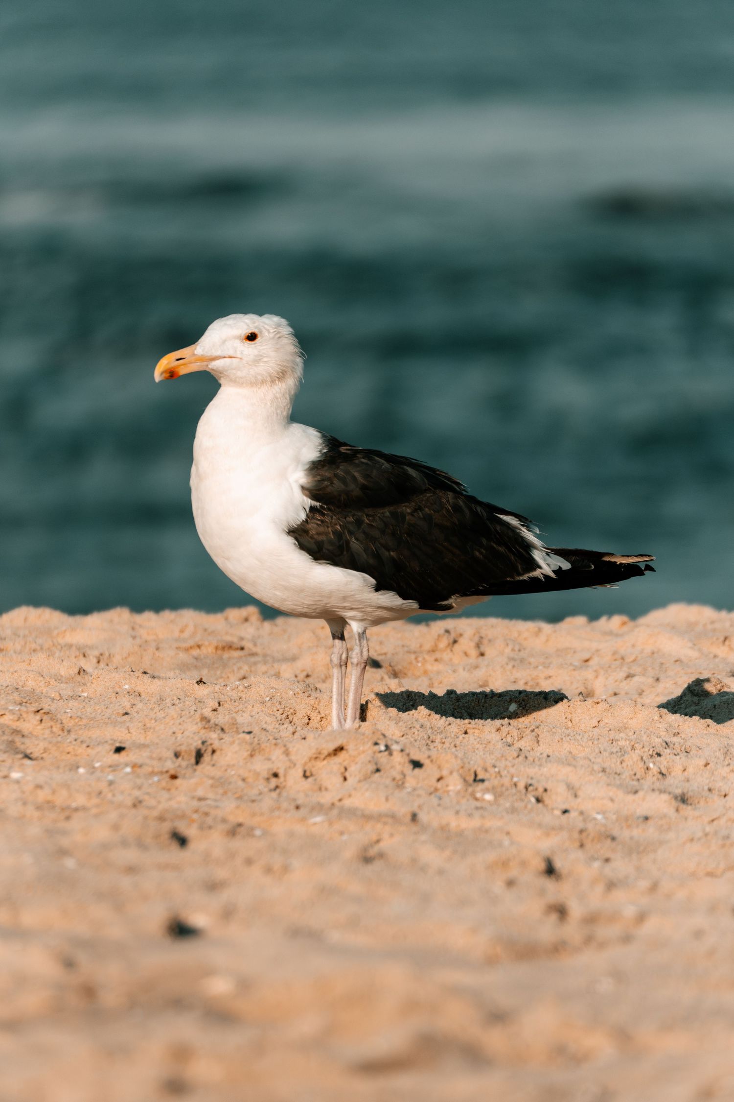 A white and black seagull stands on sandy beach with blurred turquoise ocean waves in background.