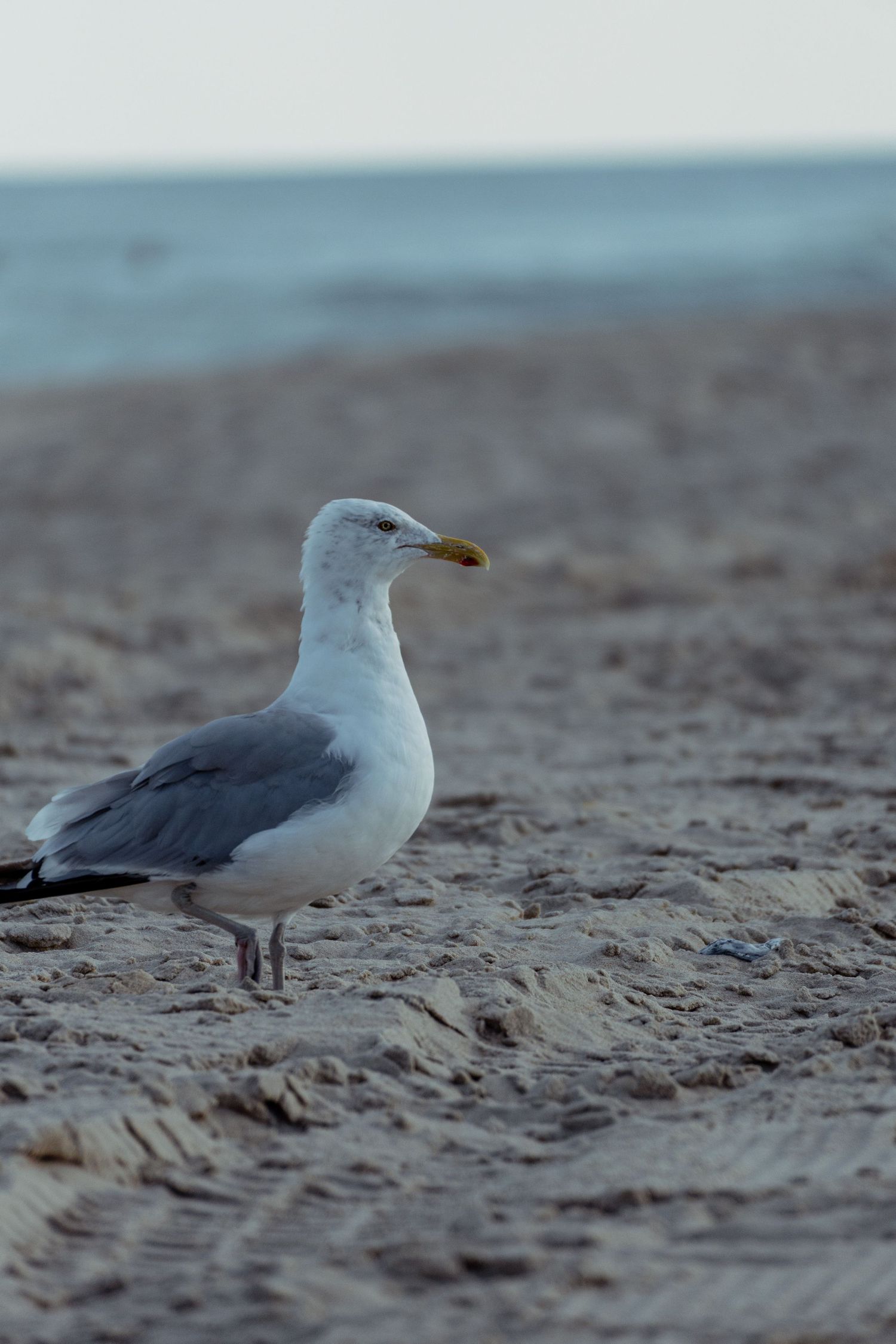 A herring gull stands on rippled sandy beach with calm ocean horizon in background.