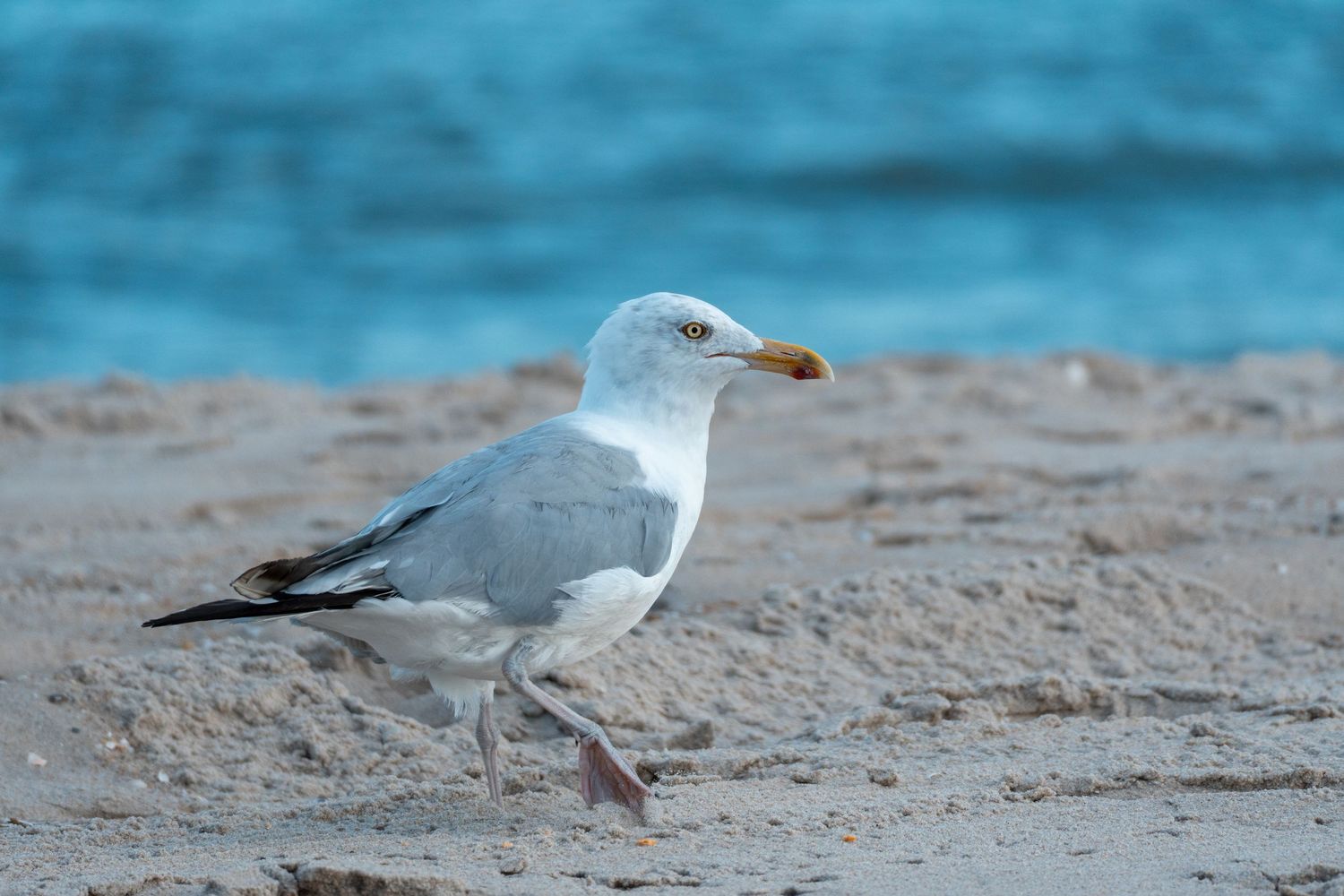 A herring gull walks along a sandy beach with blue ocean waves in the background.