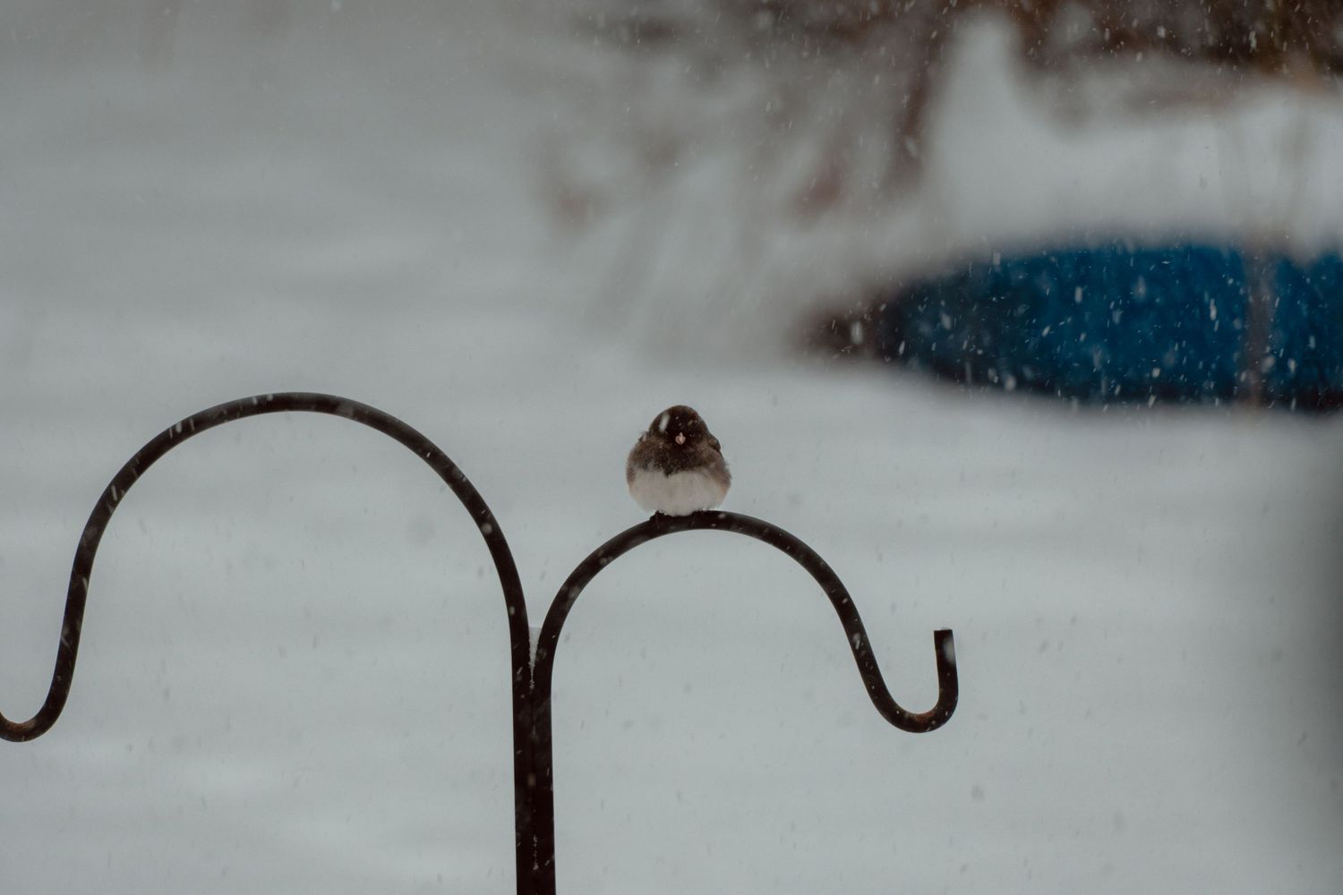 Tiny bird sitting atop a curved metal garden hook during a snowy winter day.