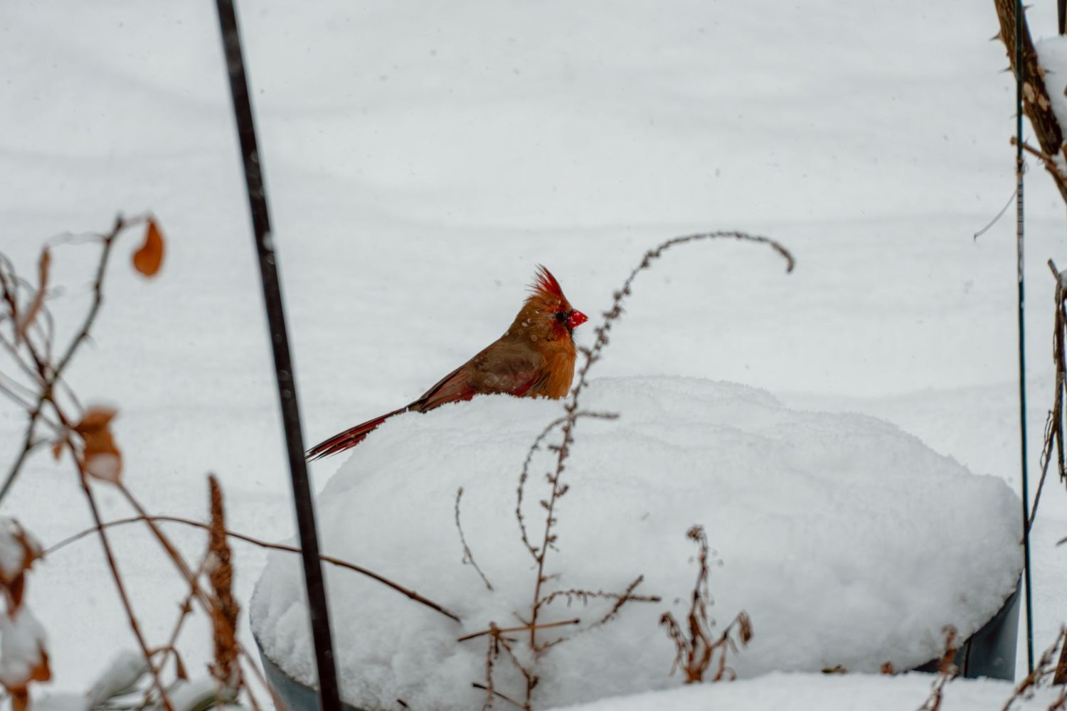 A female northern cardinal perched on a snow-covered branch in winter.