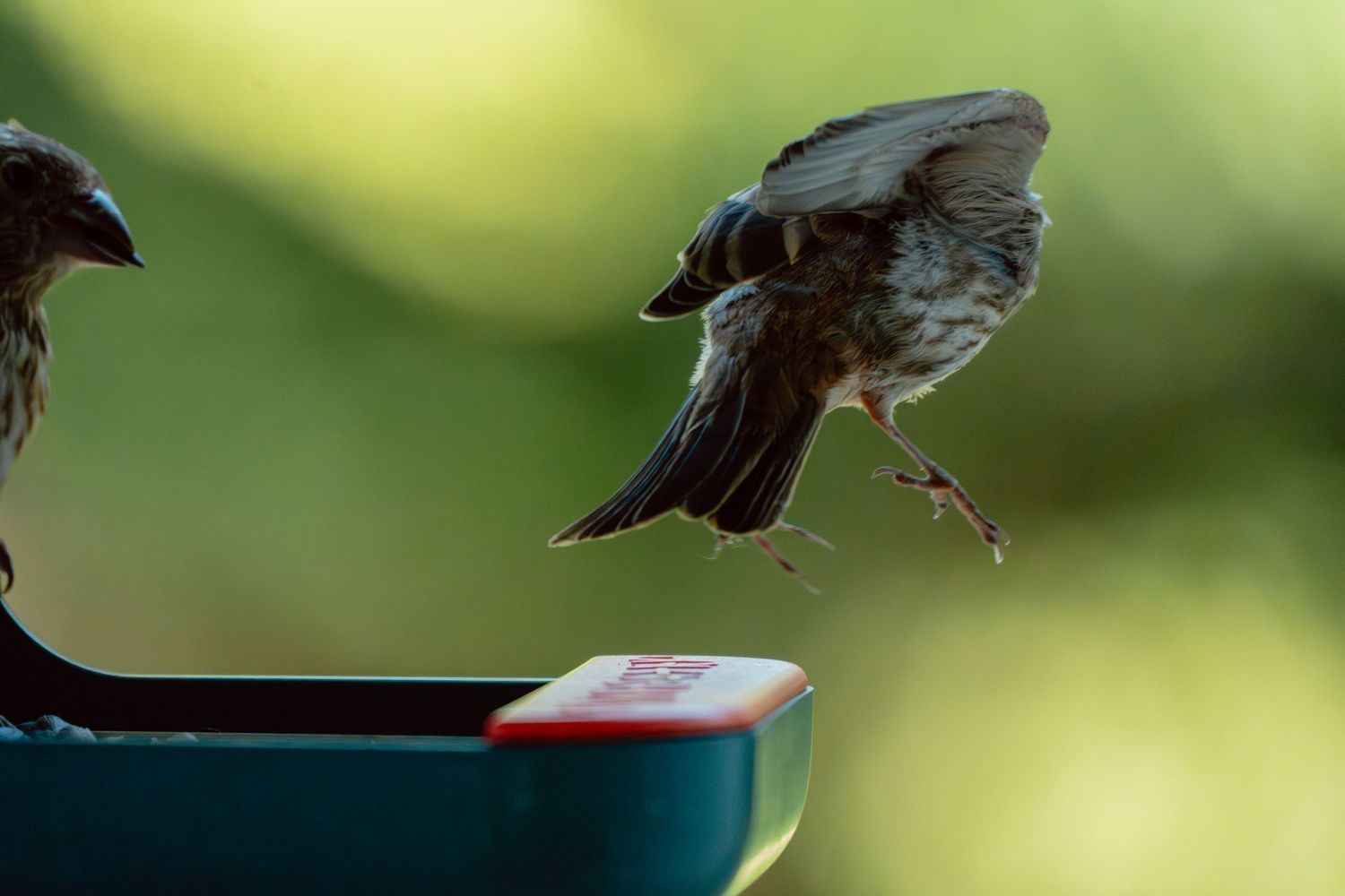A brown house finch captured mid-flight landing on a teal and red bird feeder with wings spread wide.