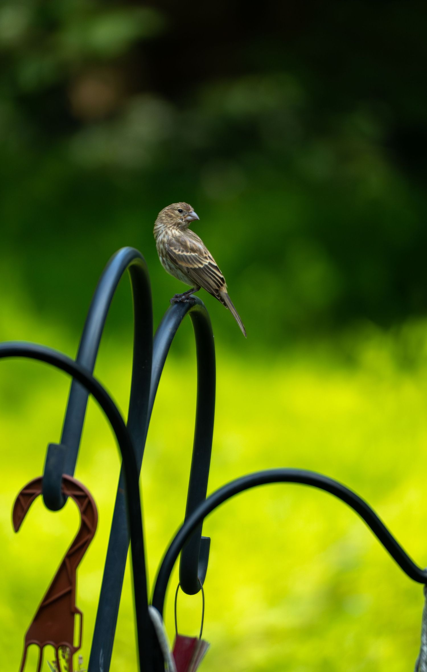 A brown streaked house finch perched on a black curved metal garden shepherd hook in bright sunlight.