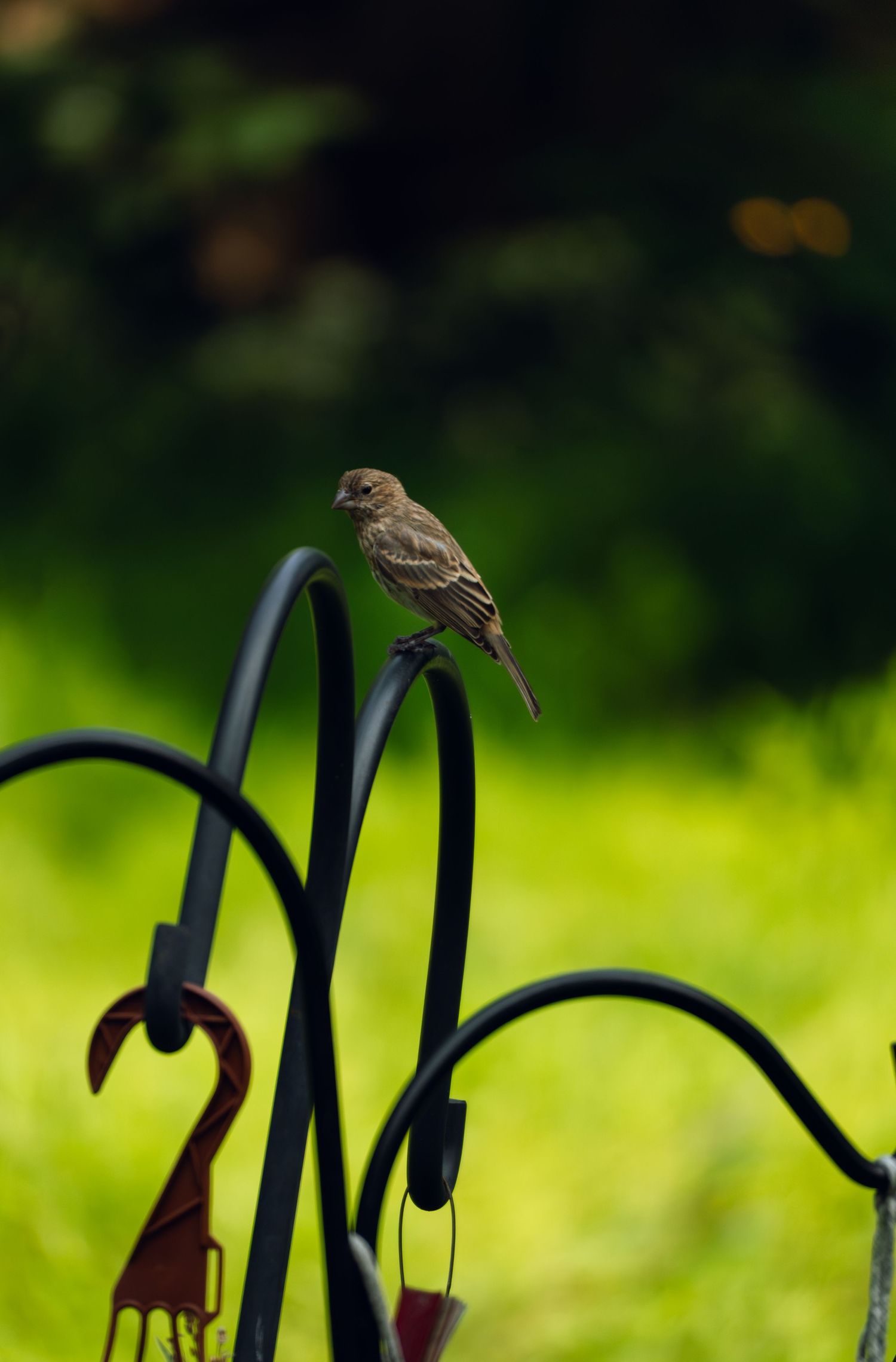 A small brown sparrow perched on a curved black metal shepherd hook stand with lush green background.