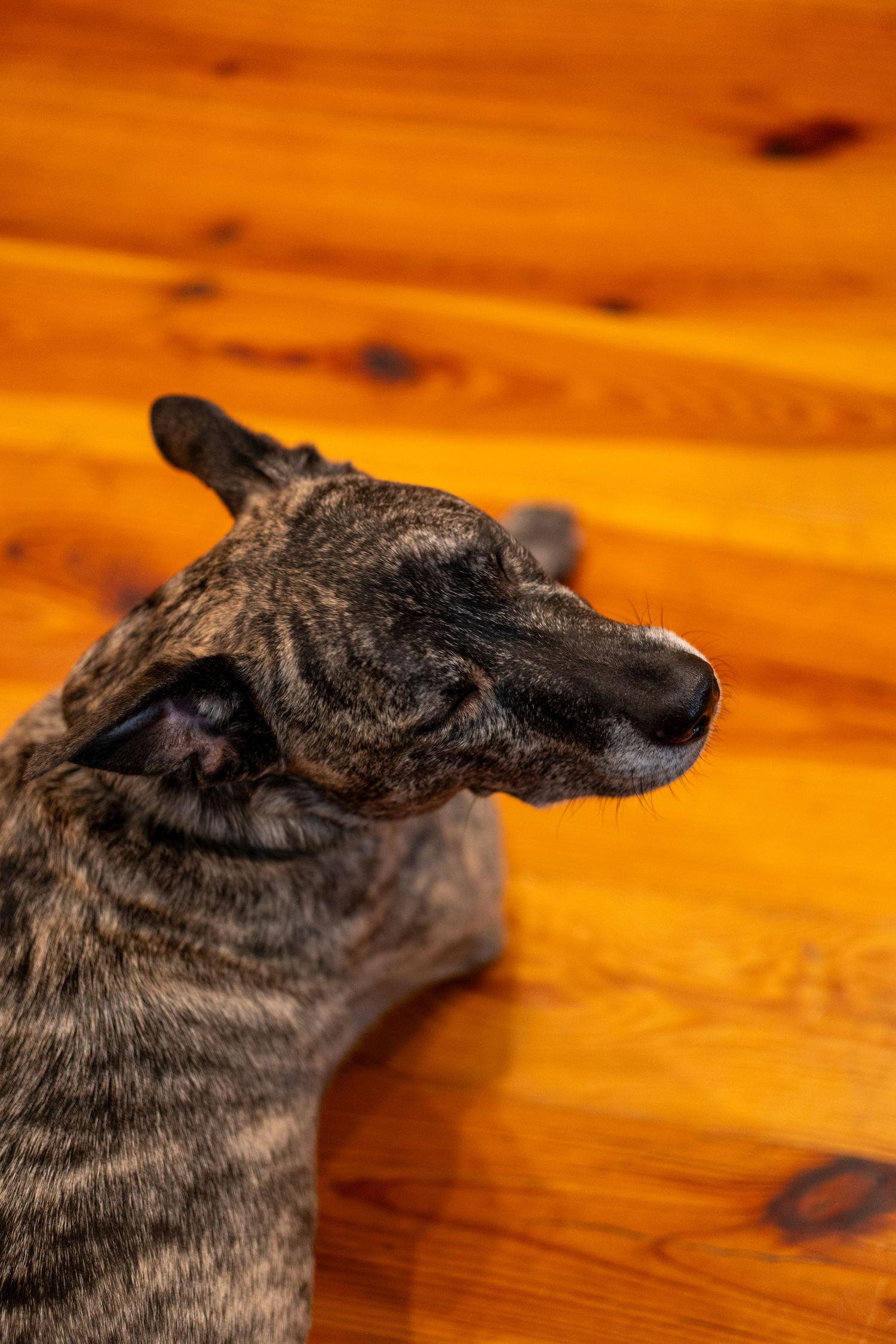 Brindle dog resting on a warm golden hardwood floor, looking to the side.