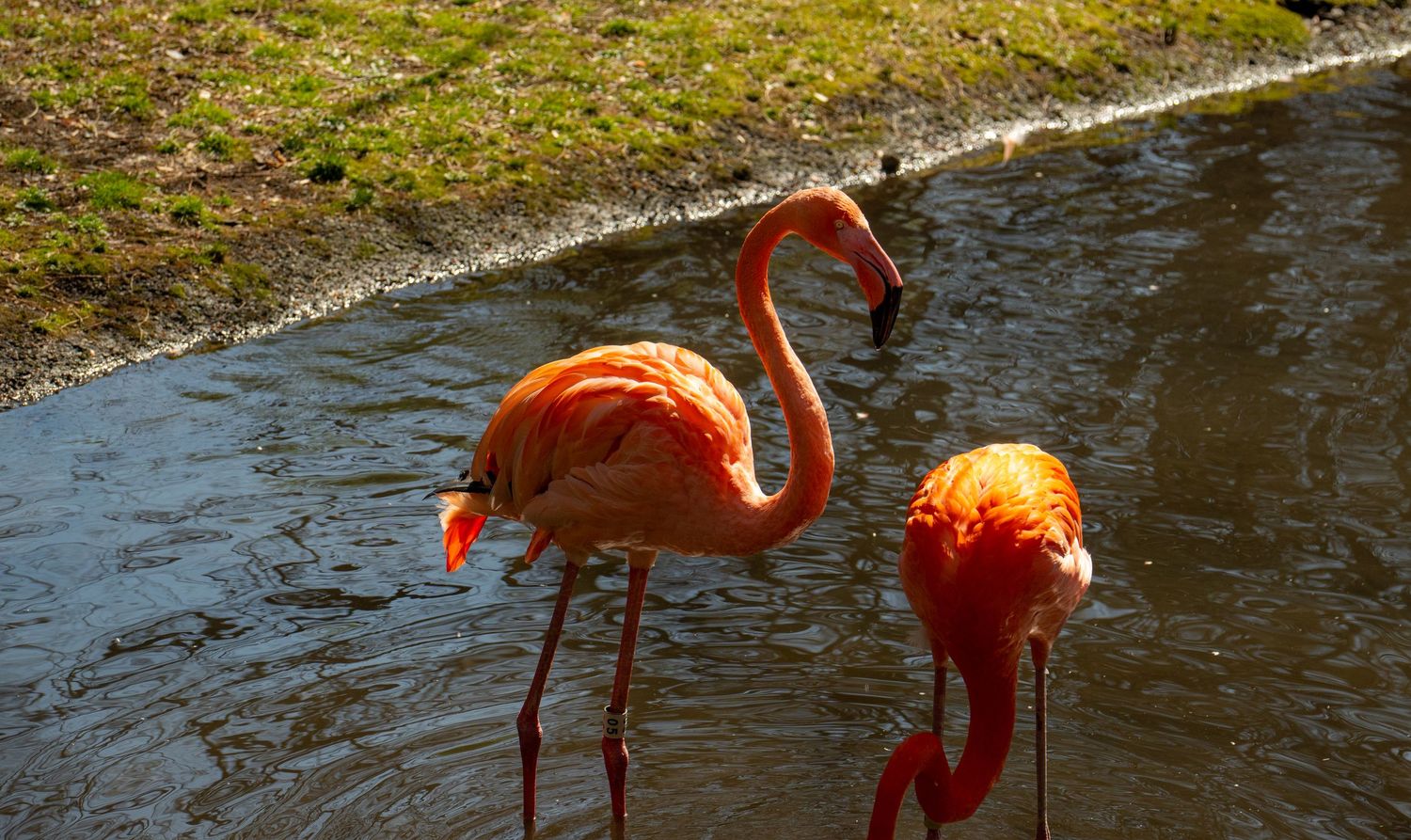 Two vibrant pink flamingos wade in shallow water at a zoo on a sunny day.