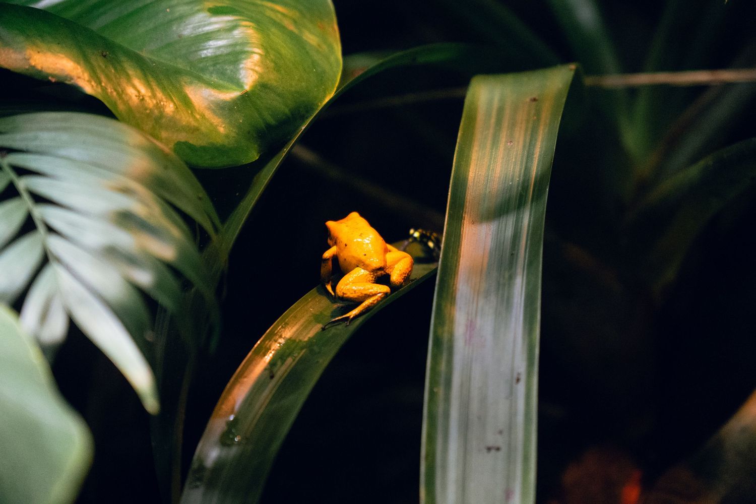 A bright yellow poison dart frog perched on a green tropical plant leaf in dark surroundings.