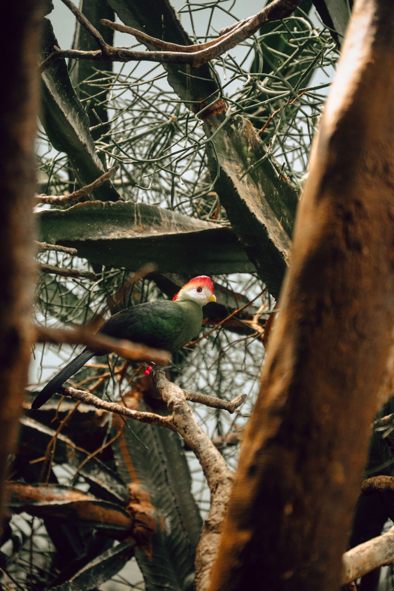 A red and green turaco bird perched on a branch amid tangled tree branches in an aviary.