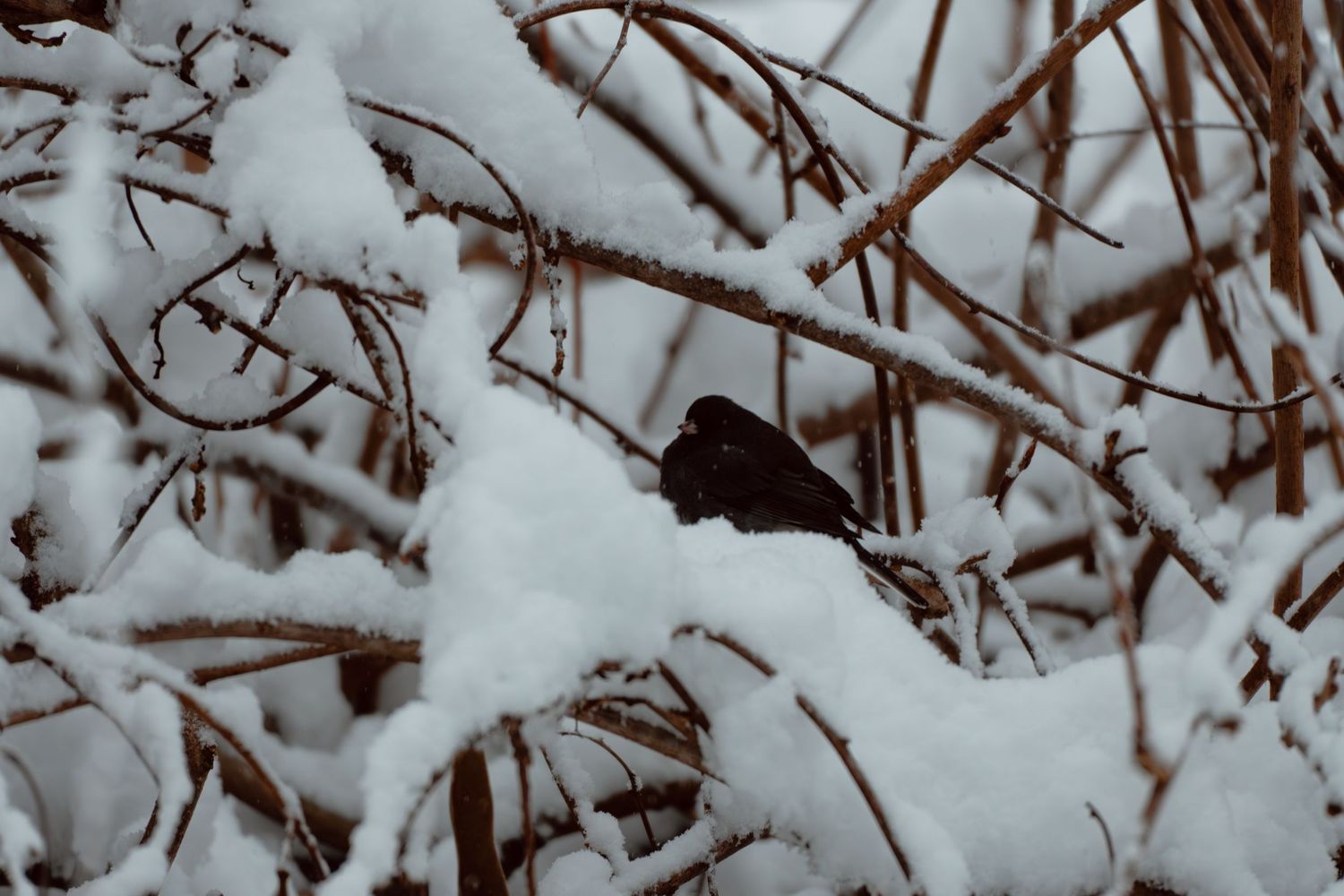 A small dark bird camouflaged among snow-covered bare branches and dried grass in winter.