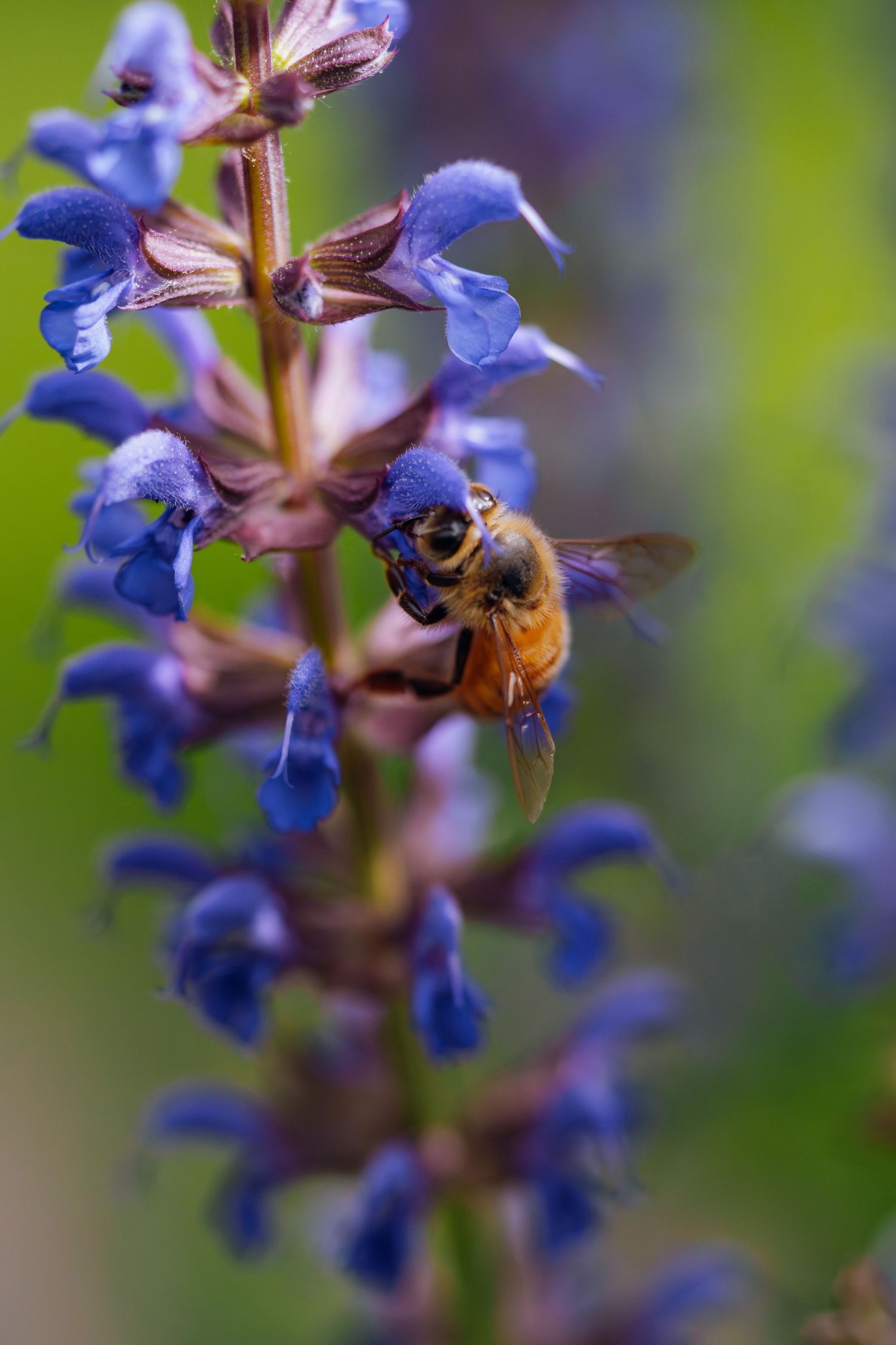 A honey bee collecting nectar from vibrant blue salvia flowers on a tall purple stem in a garden.