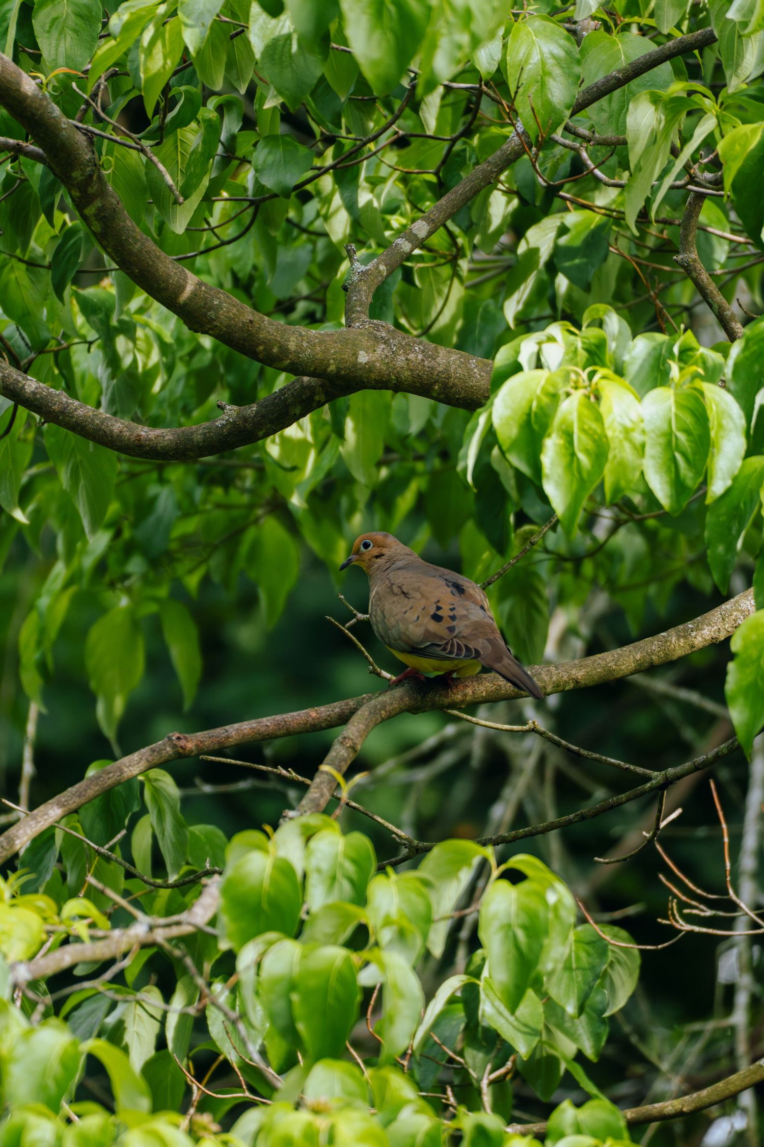 A mourning dove perched on a branch surrounded by lush green leaves in a tree.