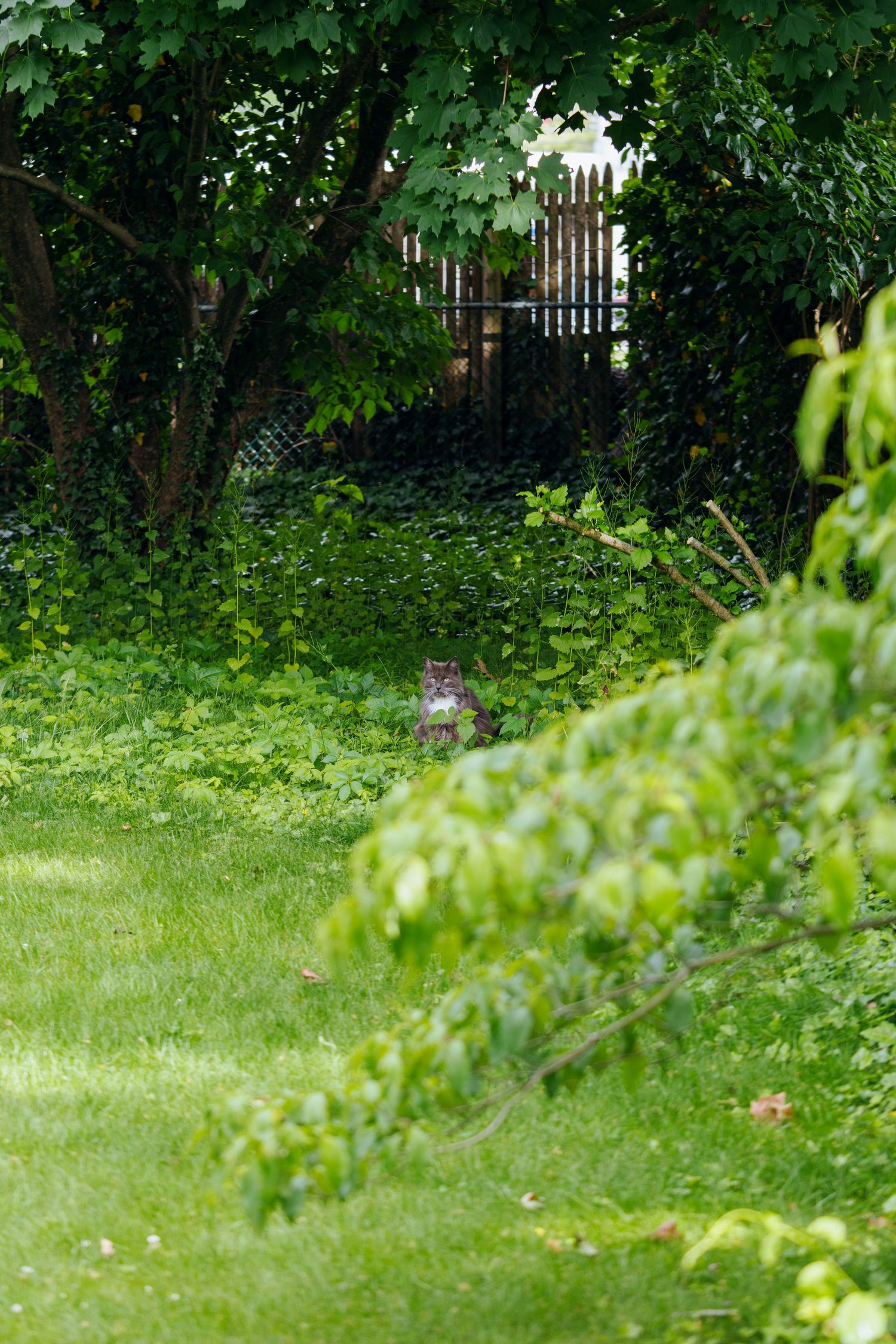 A cat sits among lush green garden foliage near a wooden gate surrounded by trees and dense plants.