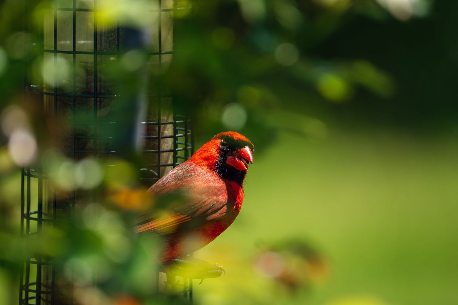Brilliant red male Northern Cardinal sitting on a metal bird feeder with a soft green bokeh background.