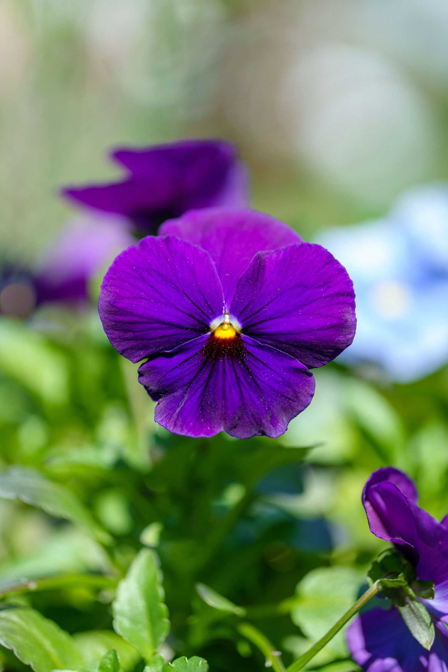 Vibrant purple pansy flower with yellow center blooming in a garden with green foliage.