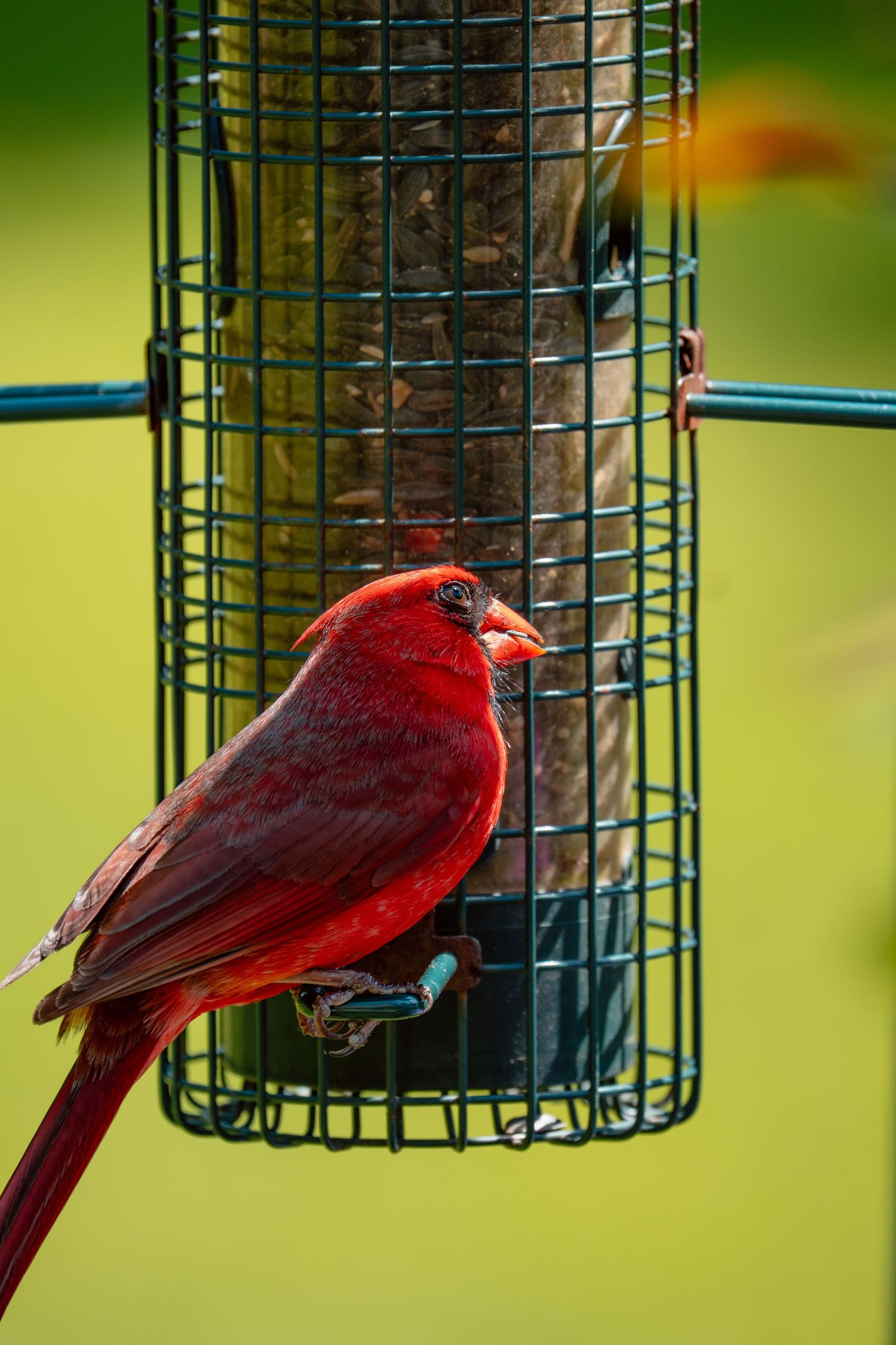 Bright red male Northern Cardinal bird clinging to a dark green wire mesh bird feeder filled with seeds outdoors.