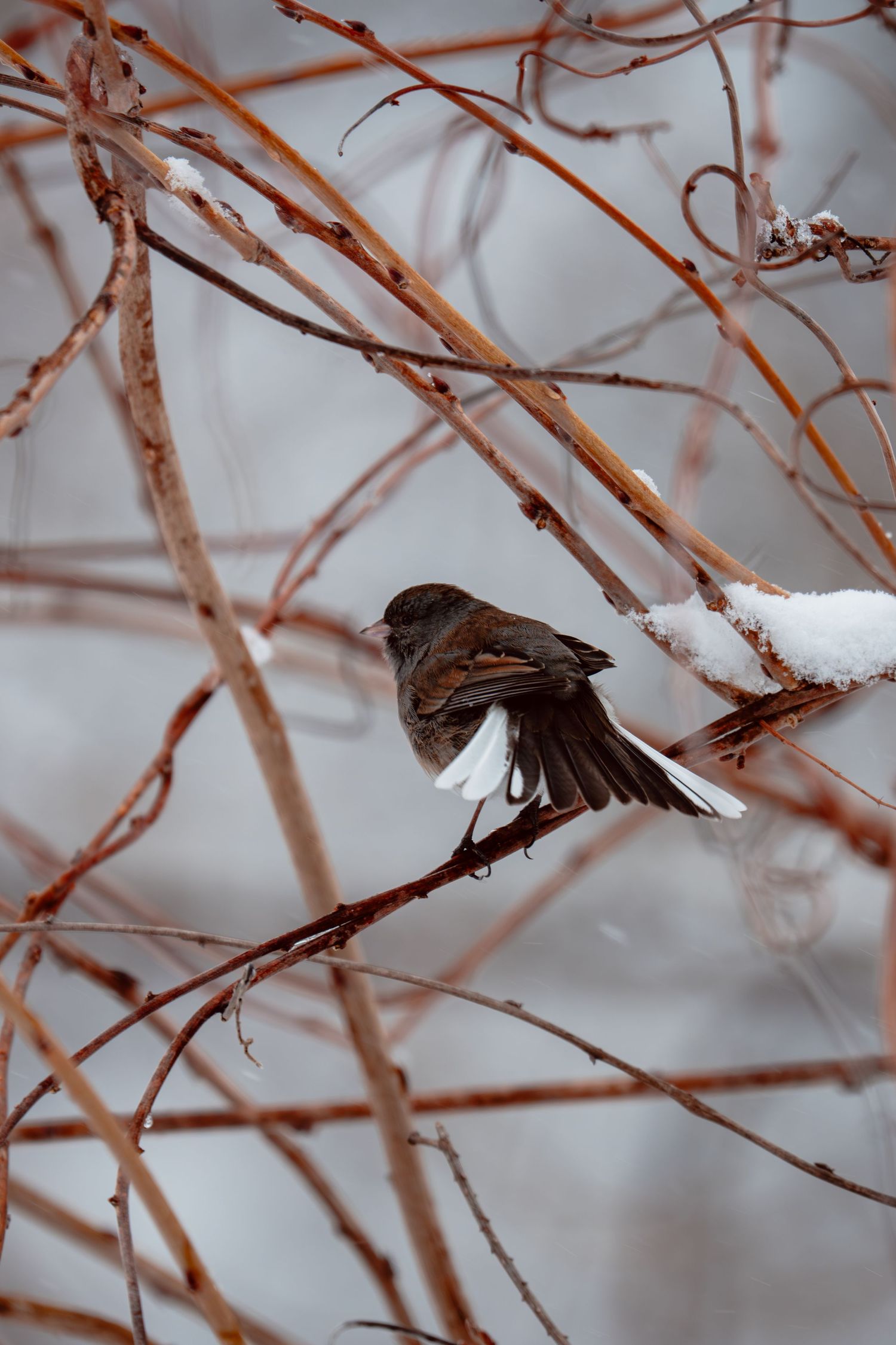 A dark-eyed junco spreading its wings on a snow-dusted branch in winter.