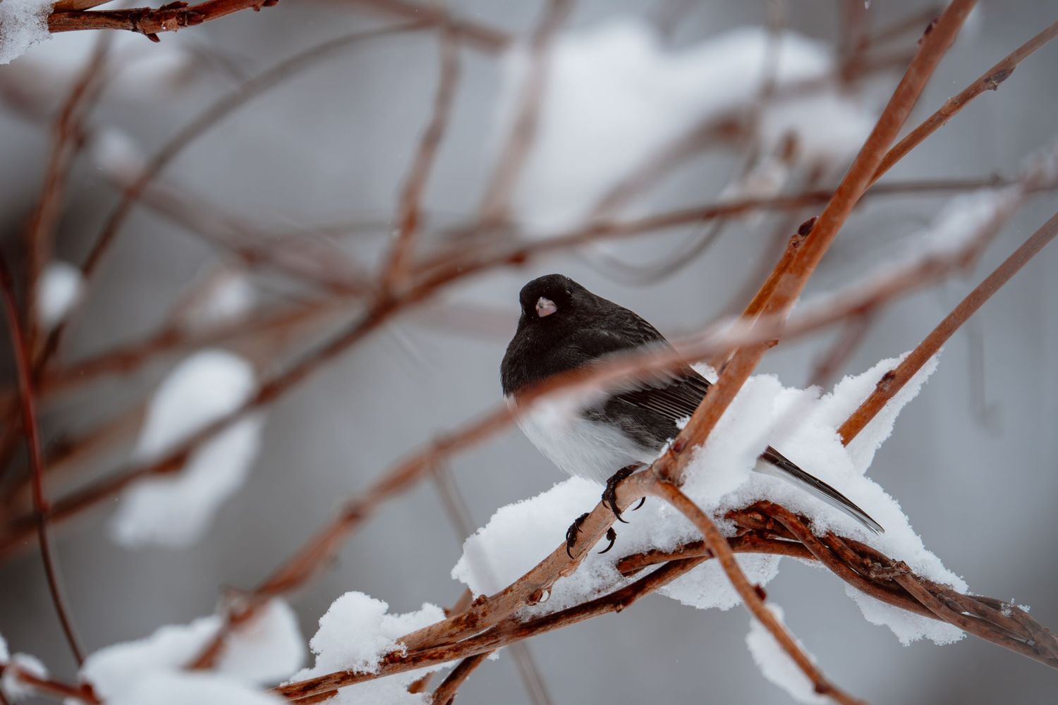 A dark-eyed junco sitting on snow-covered branches amid bare winter shrubs.